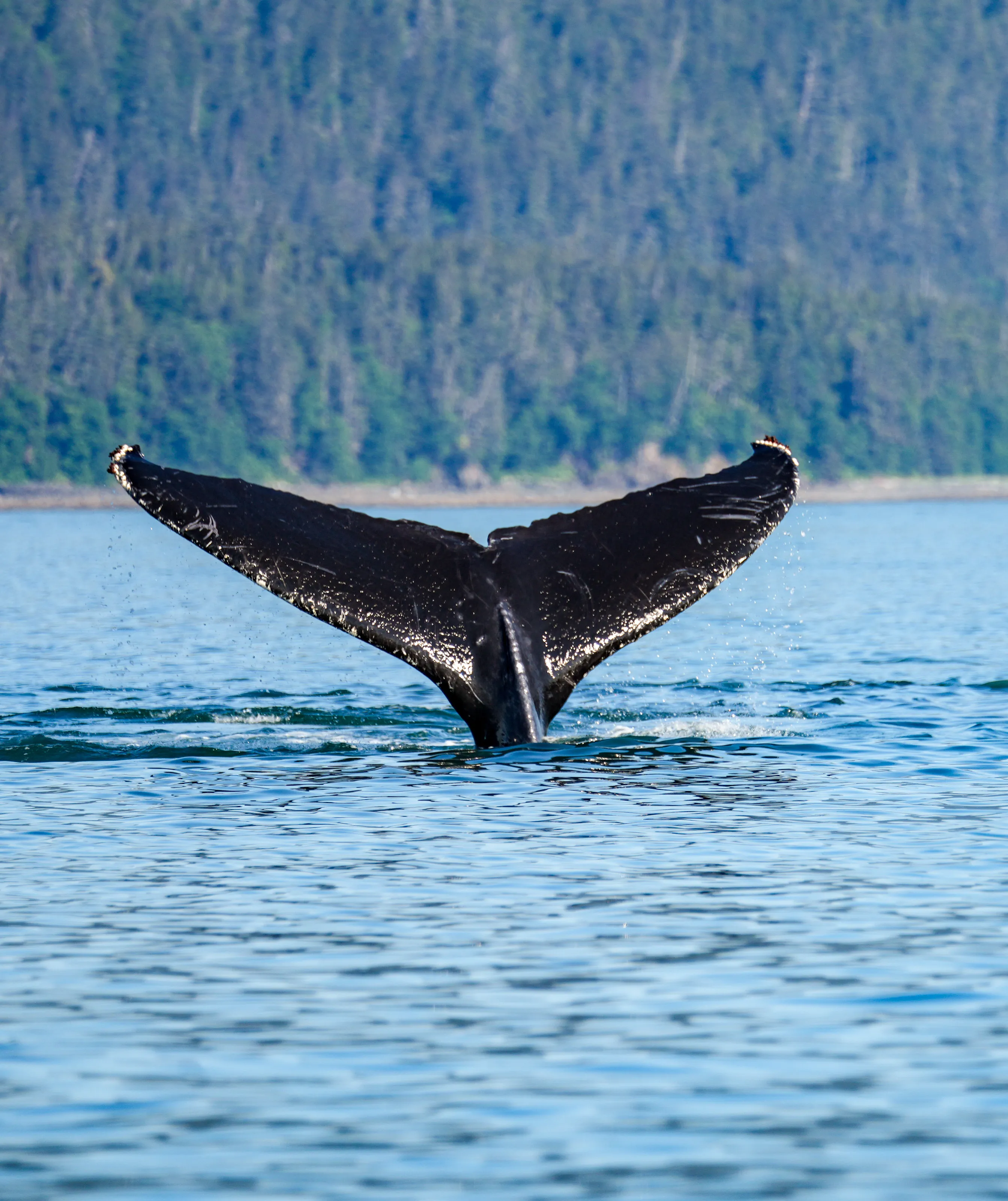 Whale tale