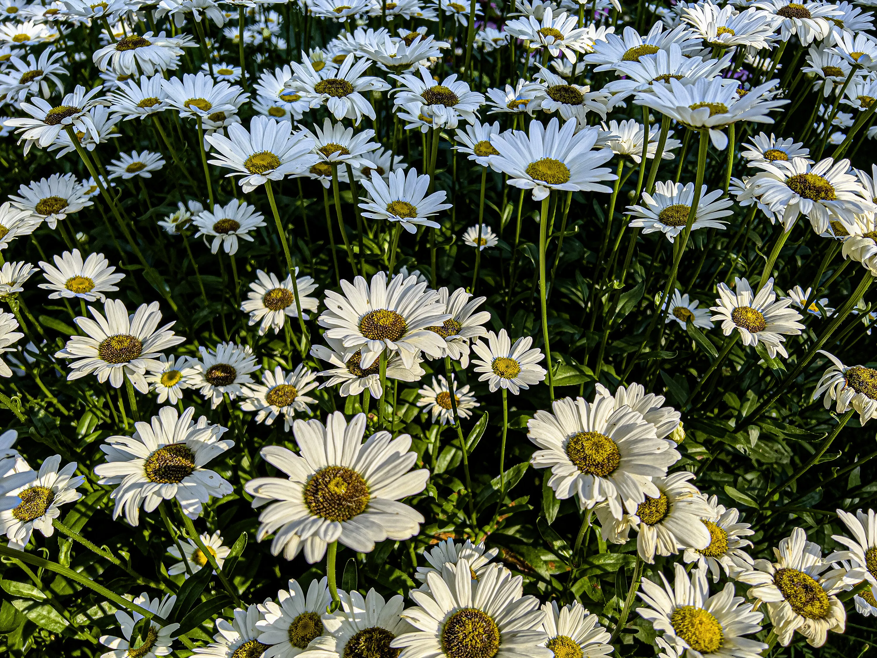Field of Flowers