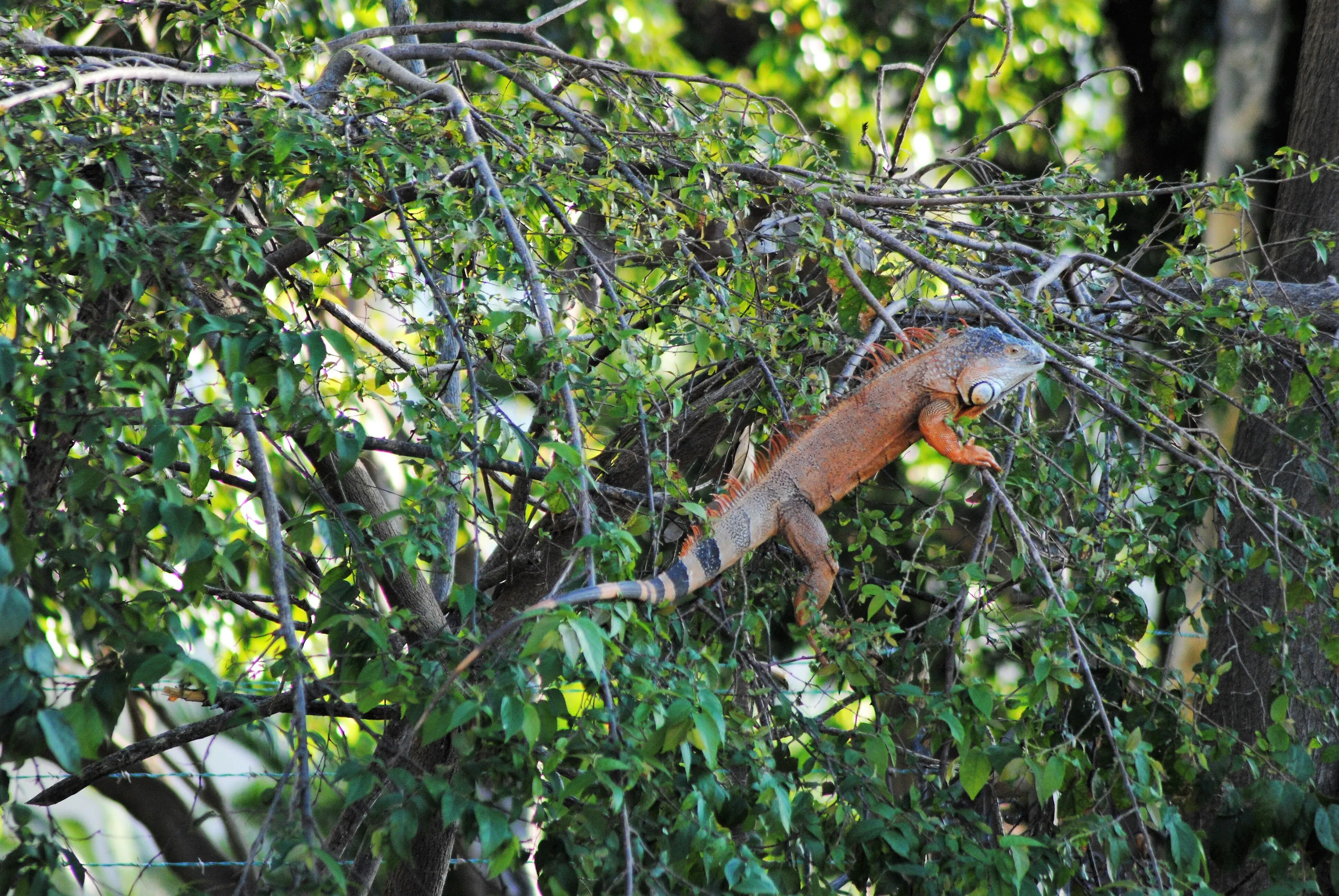 Iguana in Tree Mexico