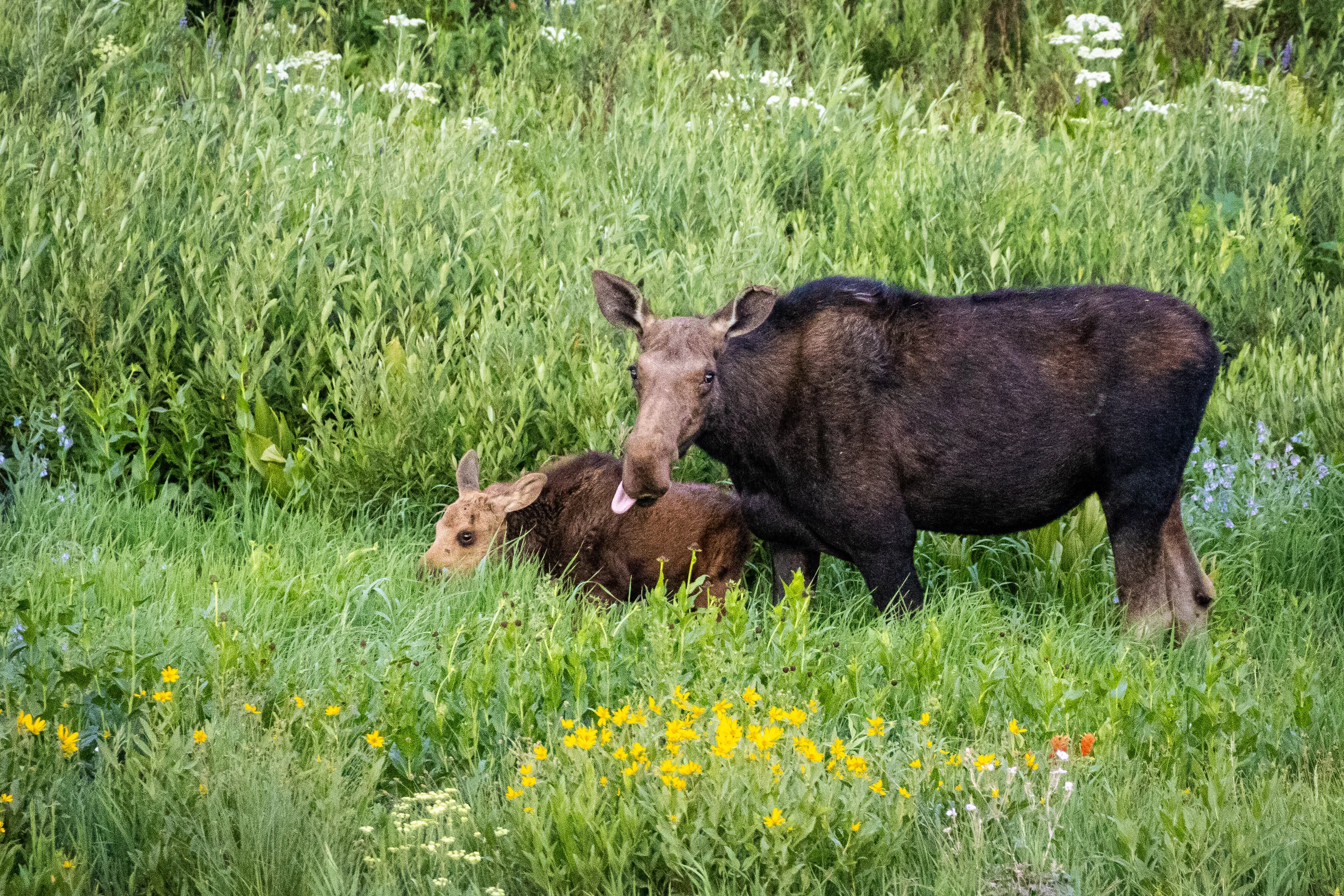Mama and Baby Moose