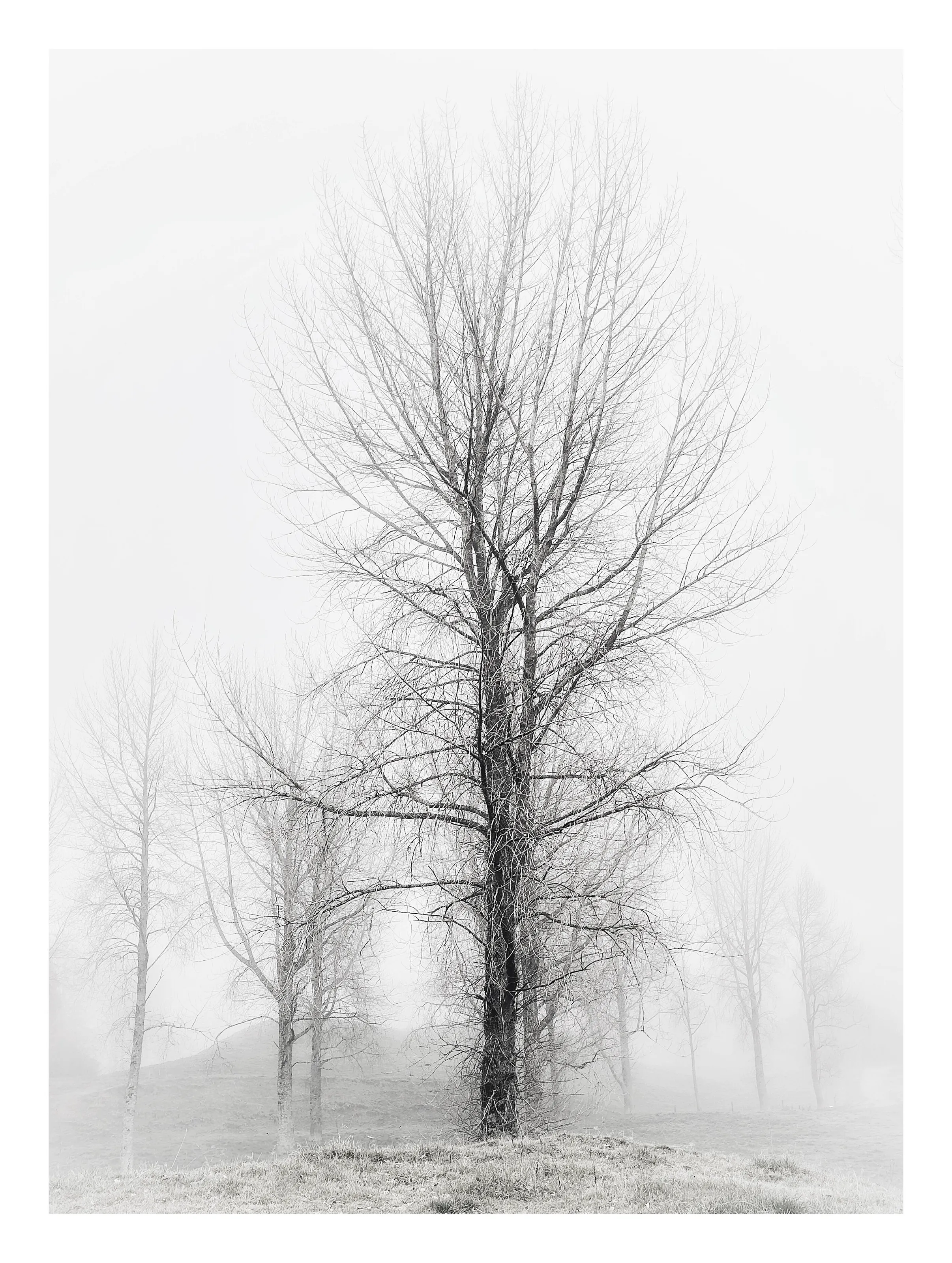 Winters Wispy beauty
