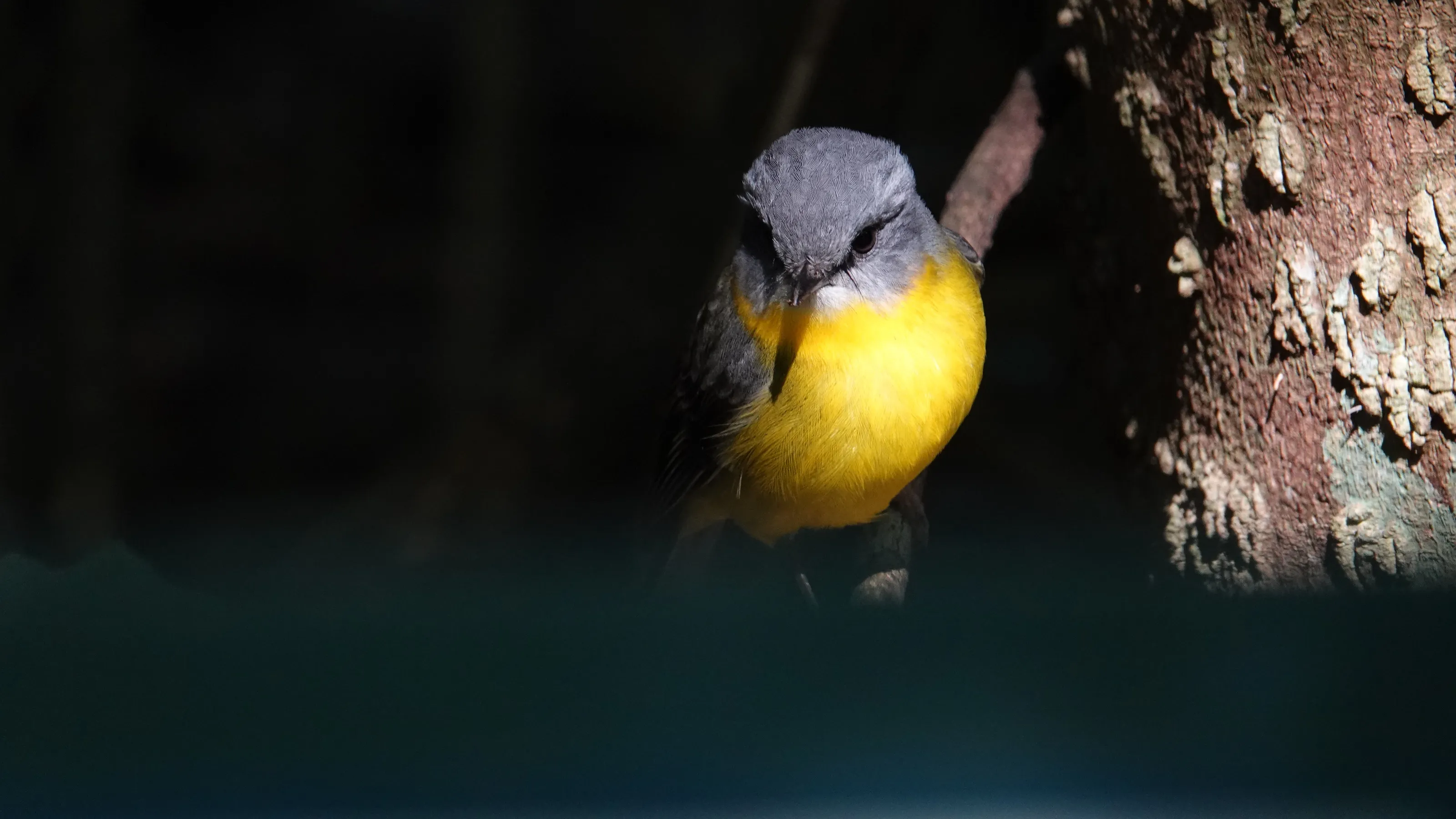 The eastern yellow robin
