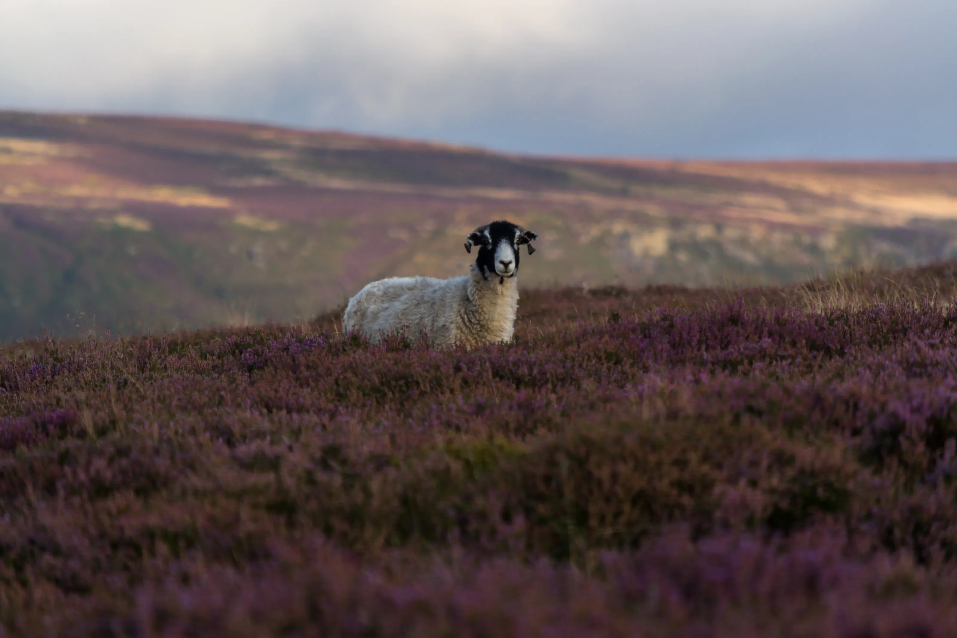 Sheep on the moors