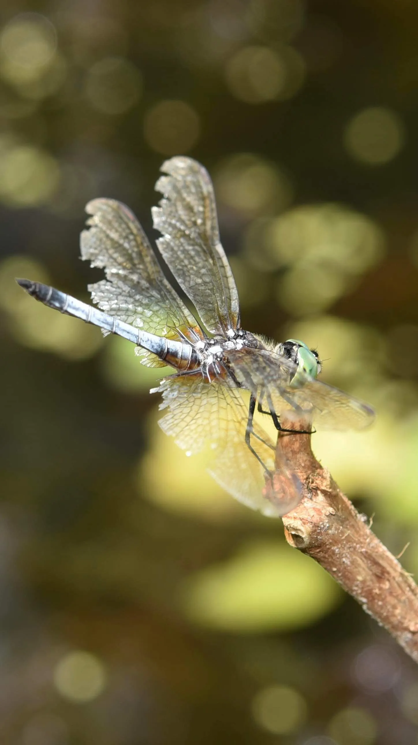 Mercer’s Blue Dasher