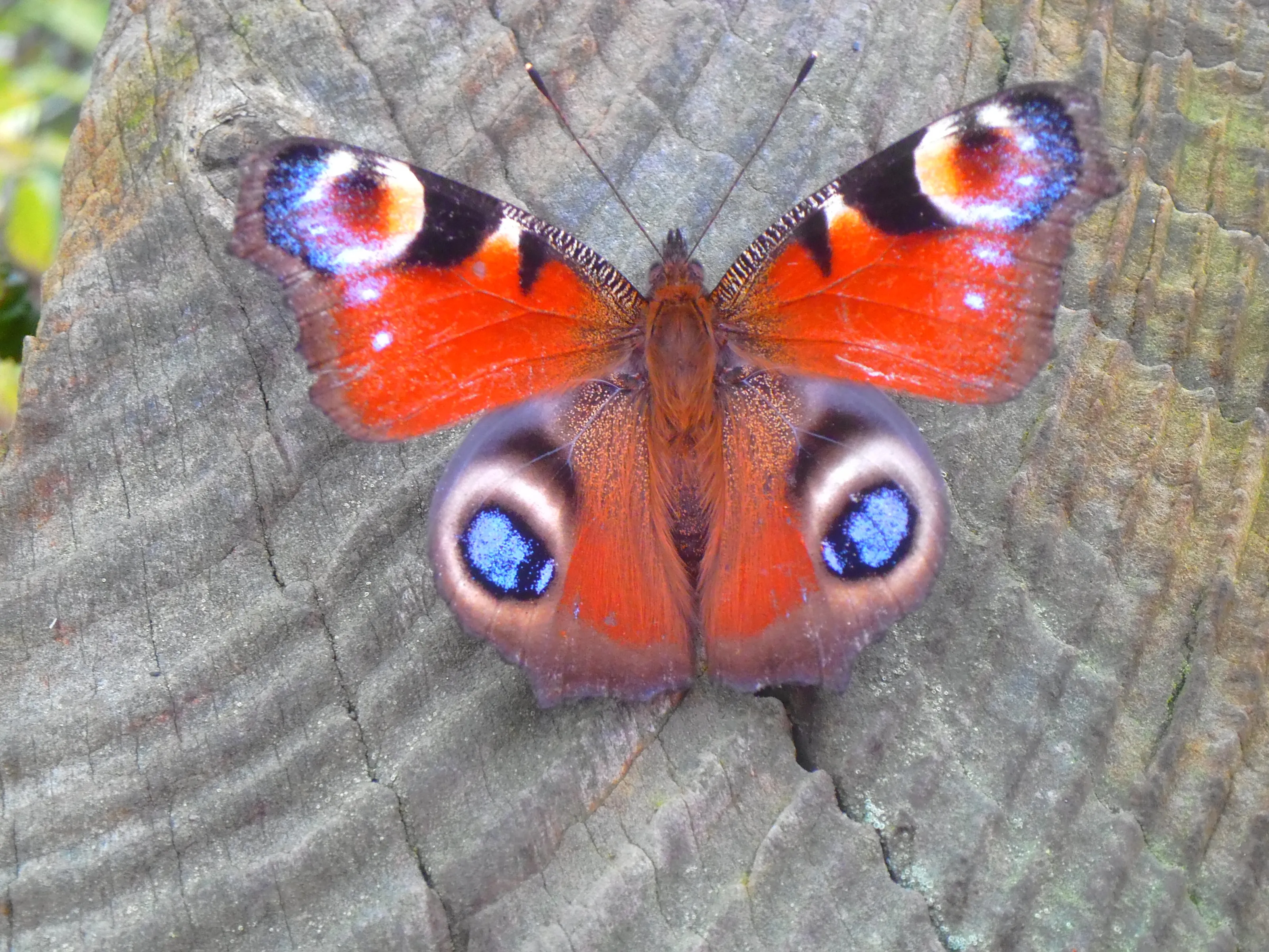 Peacock Butterfly