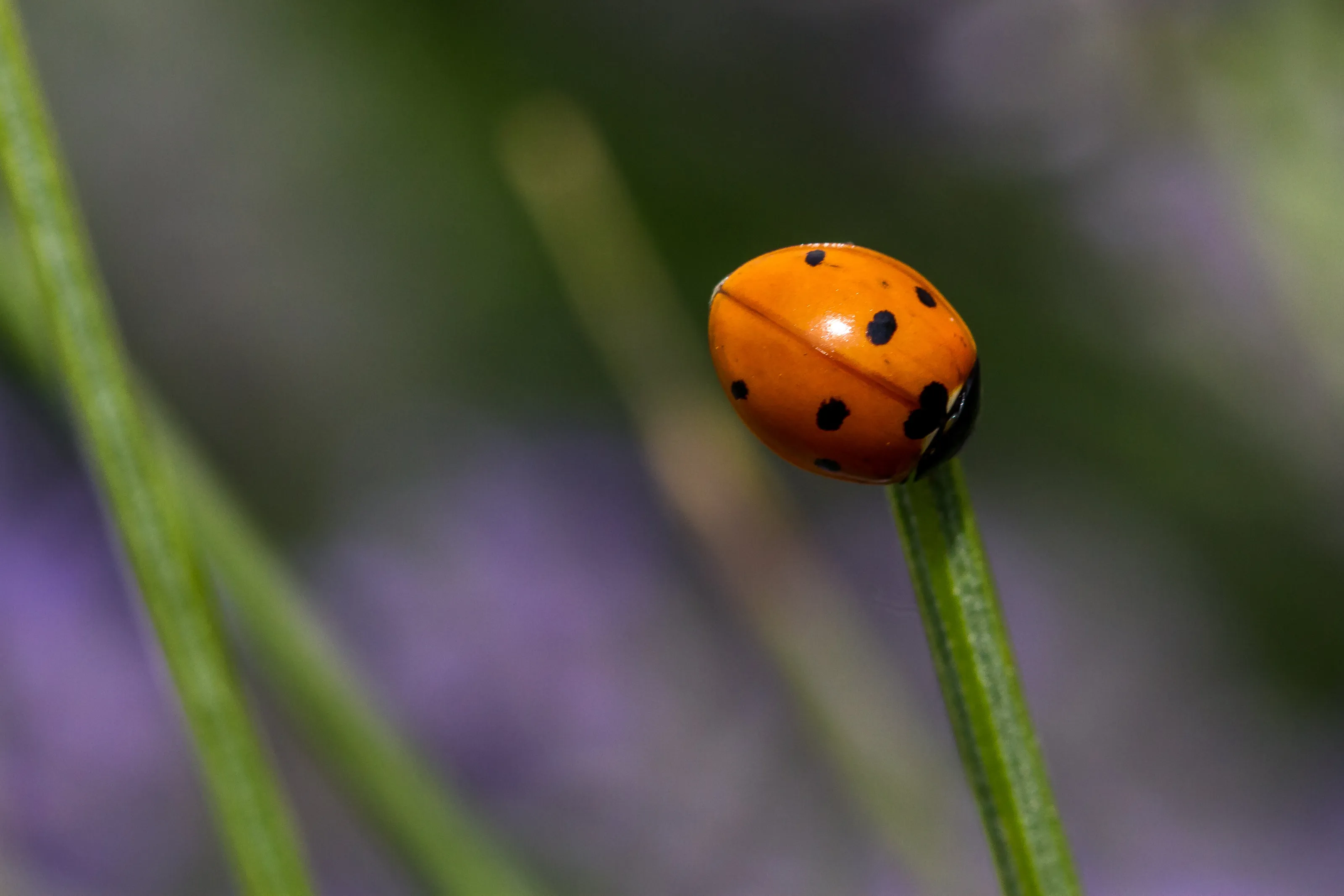 Ladybug resting
