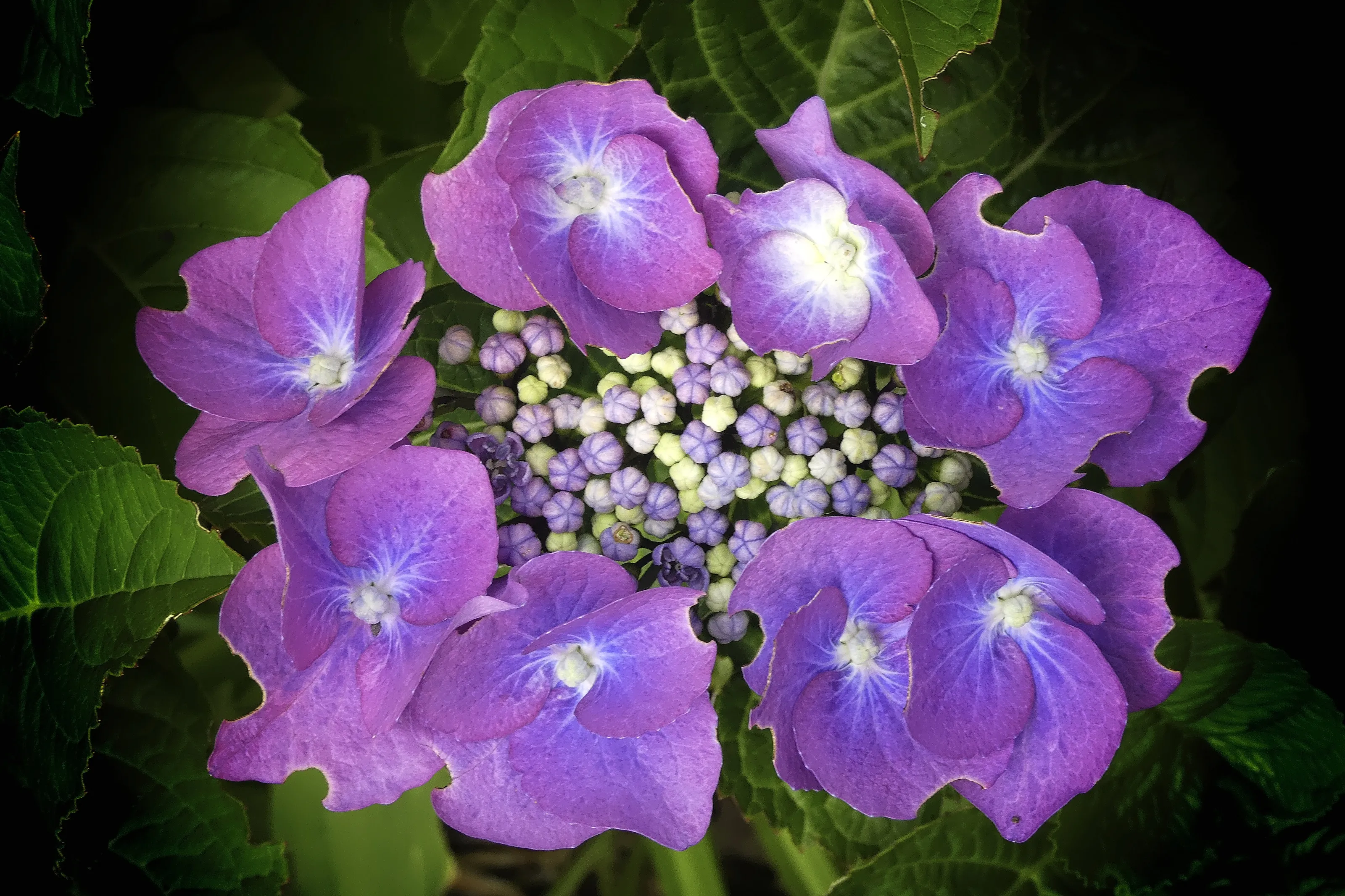 Hydrangea
