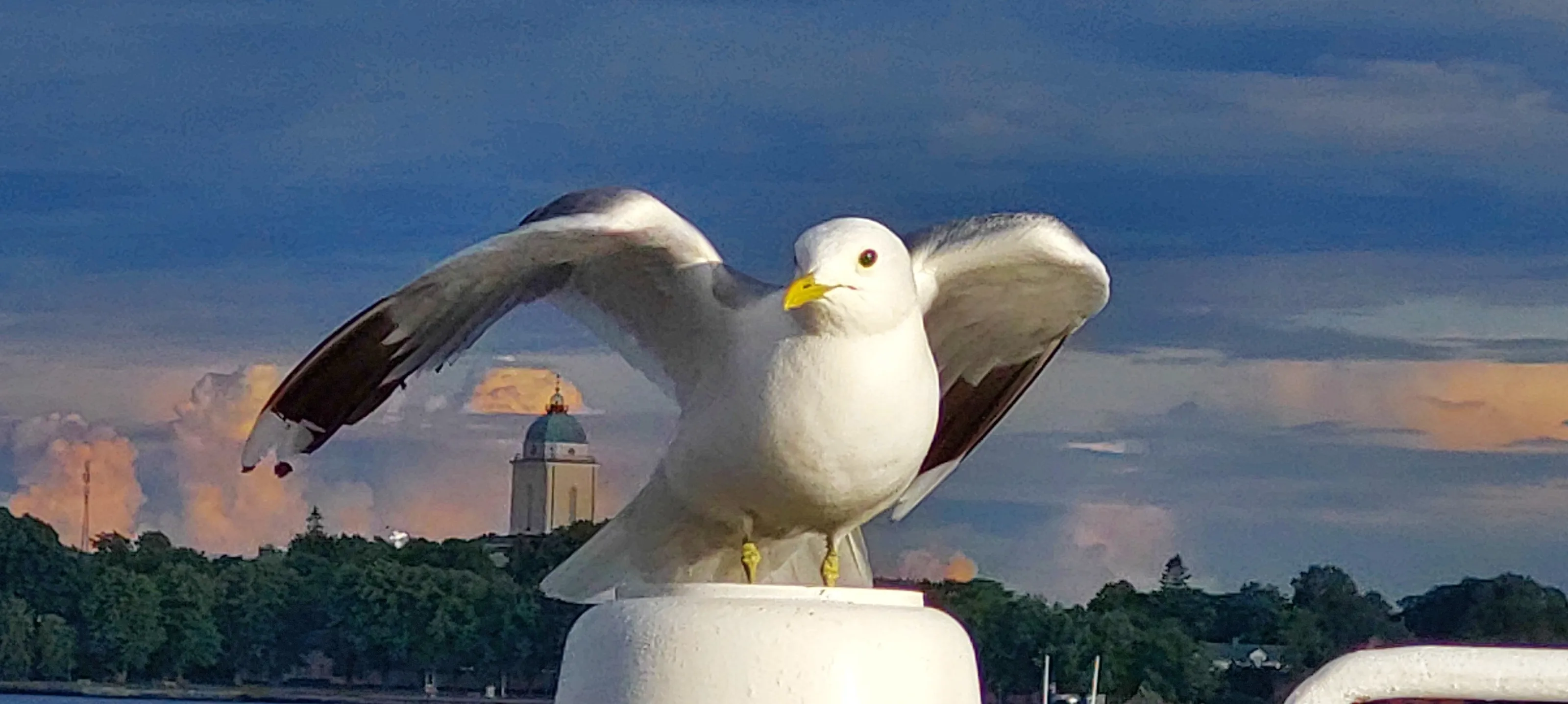 Under the wing