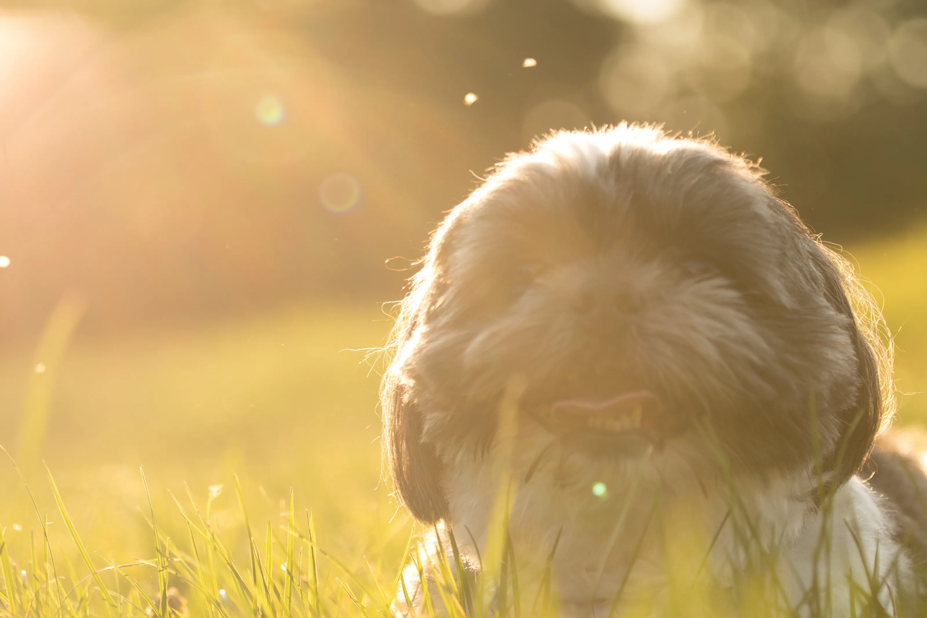 Golden Hour
