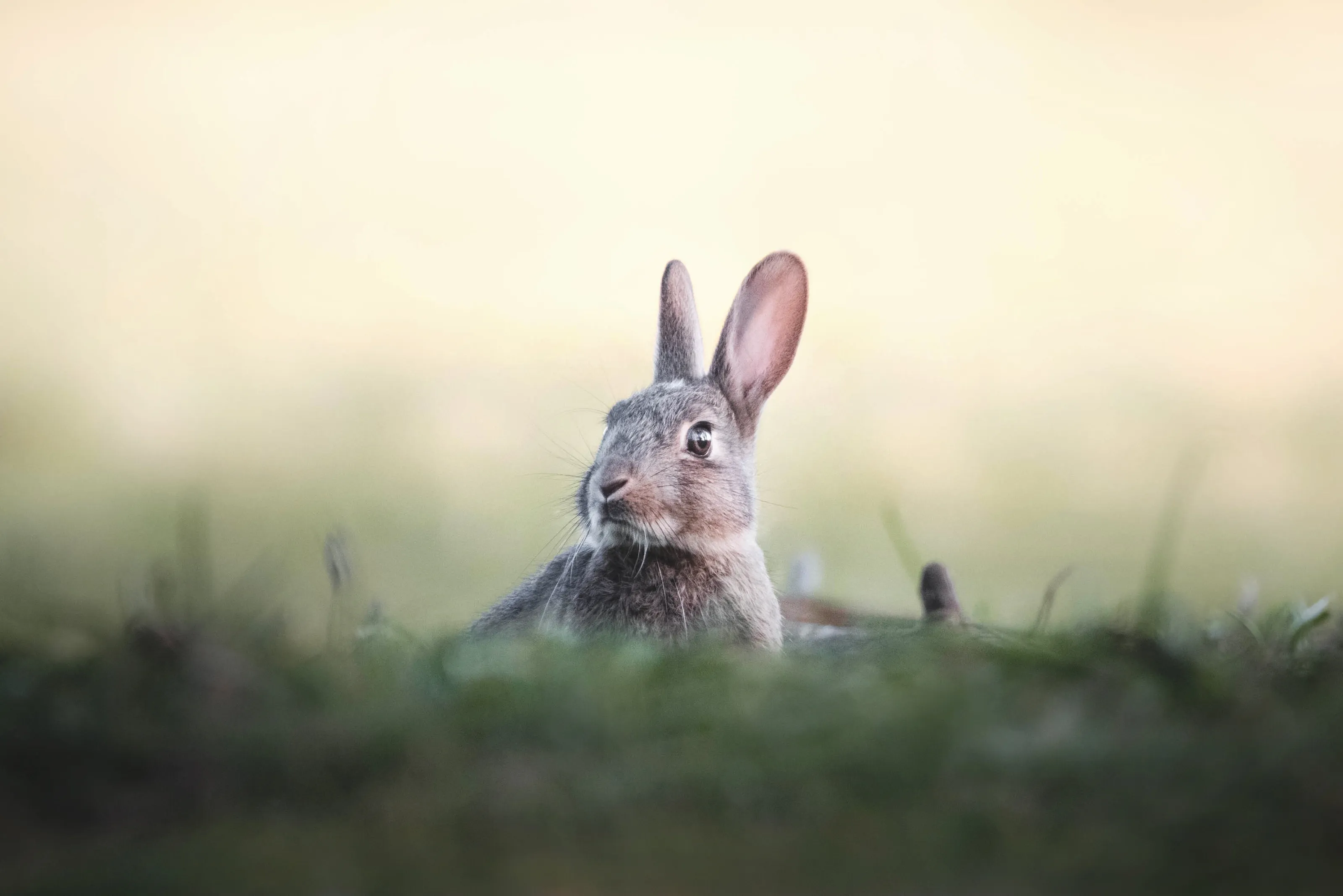 Bunny