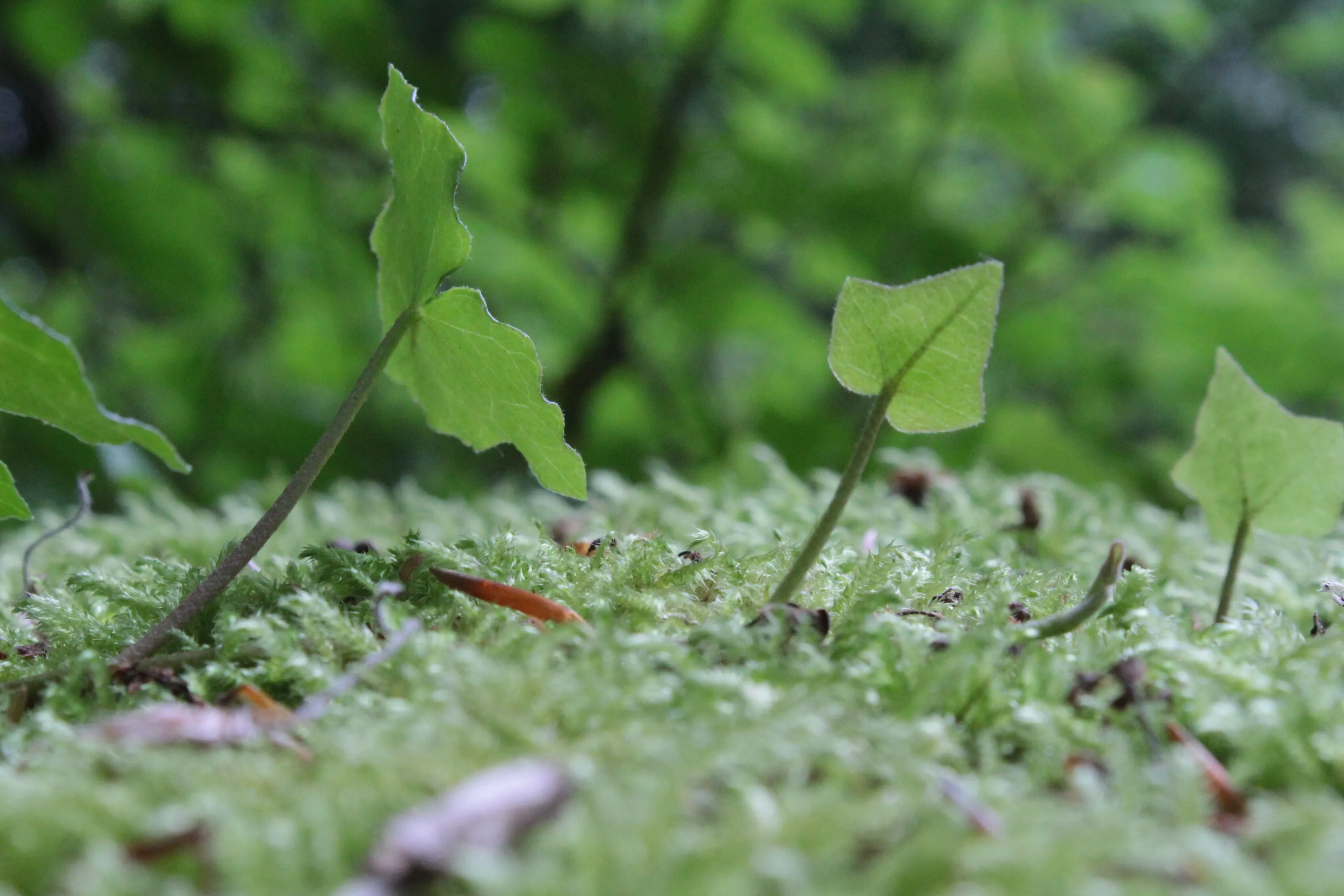 Tiny World
