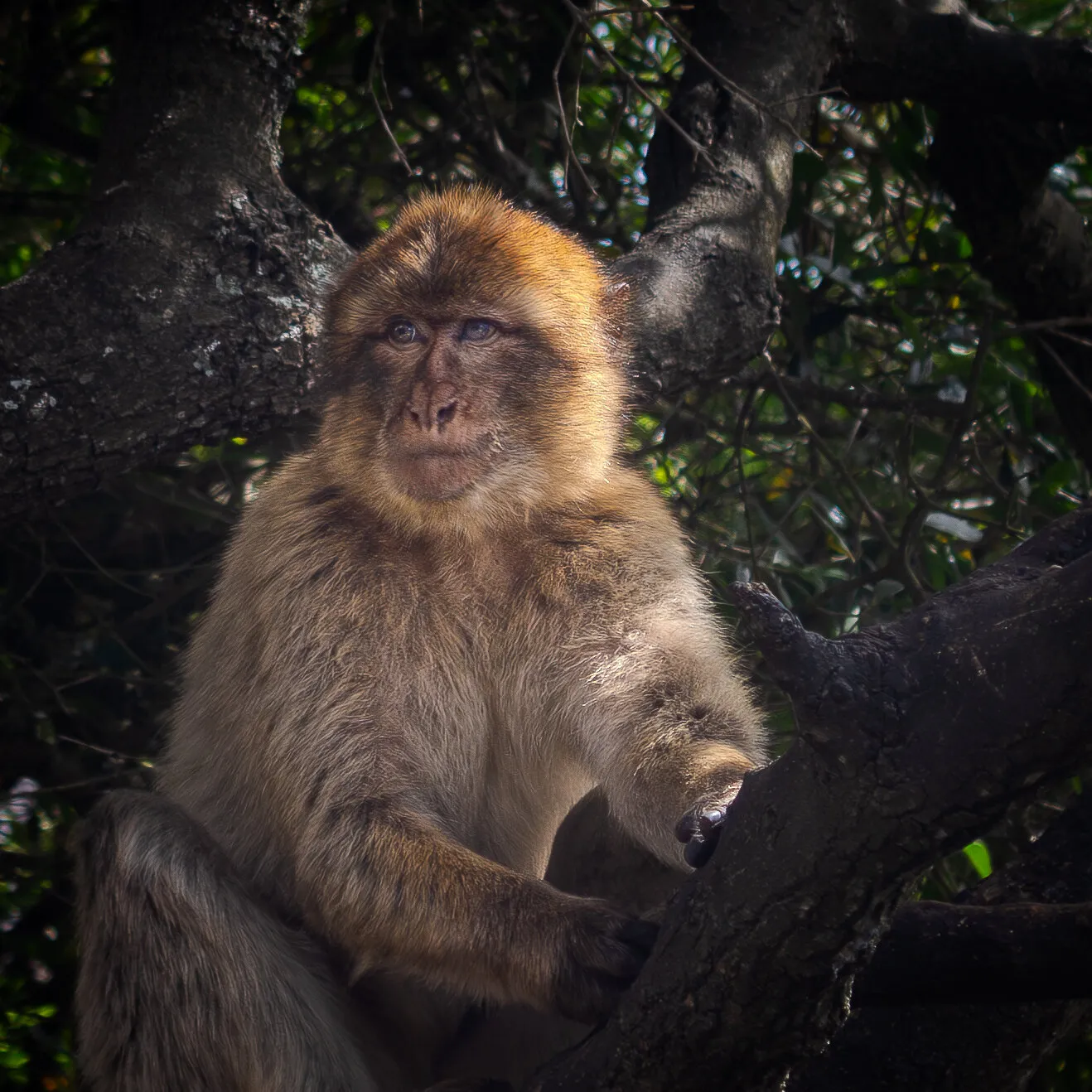Barbary Macaque in Gibraltar