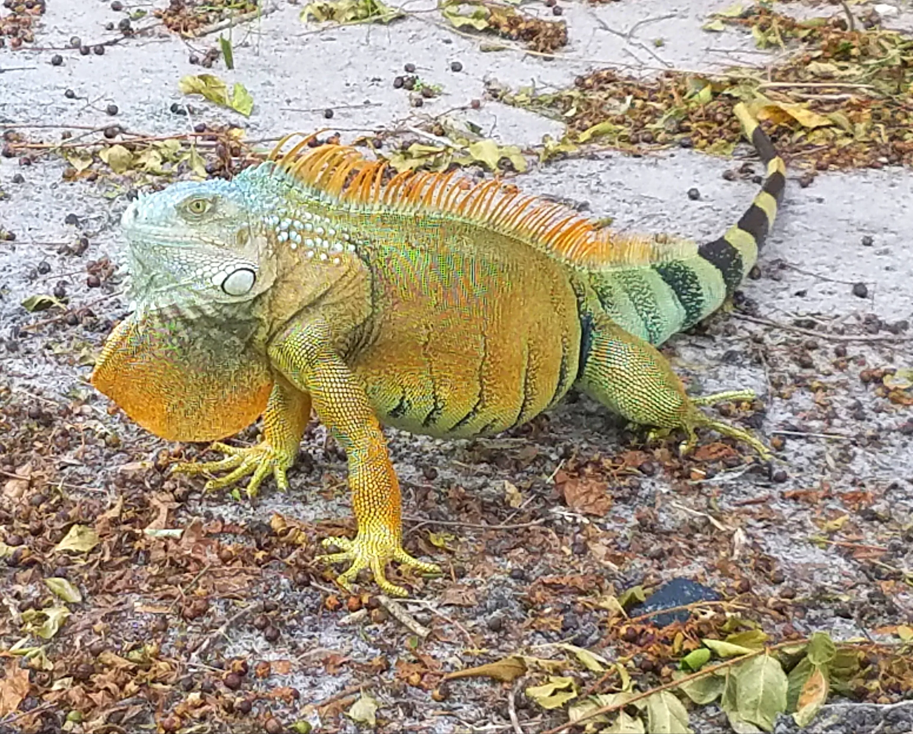 Iguana
