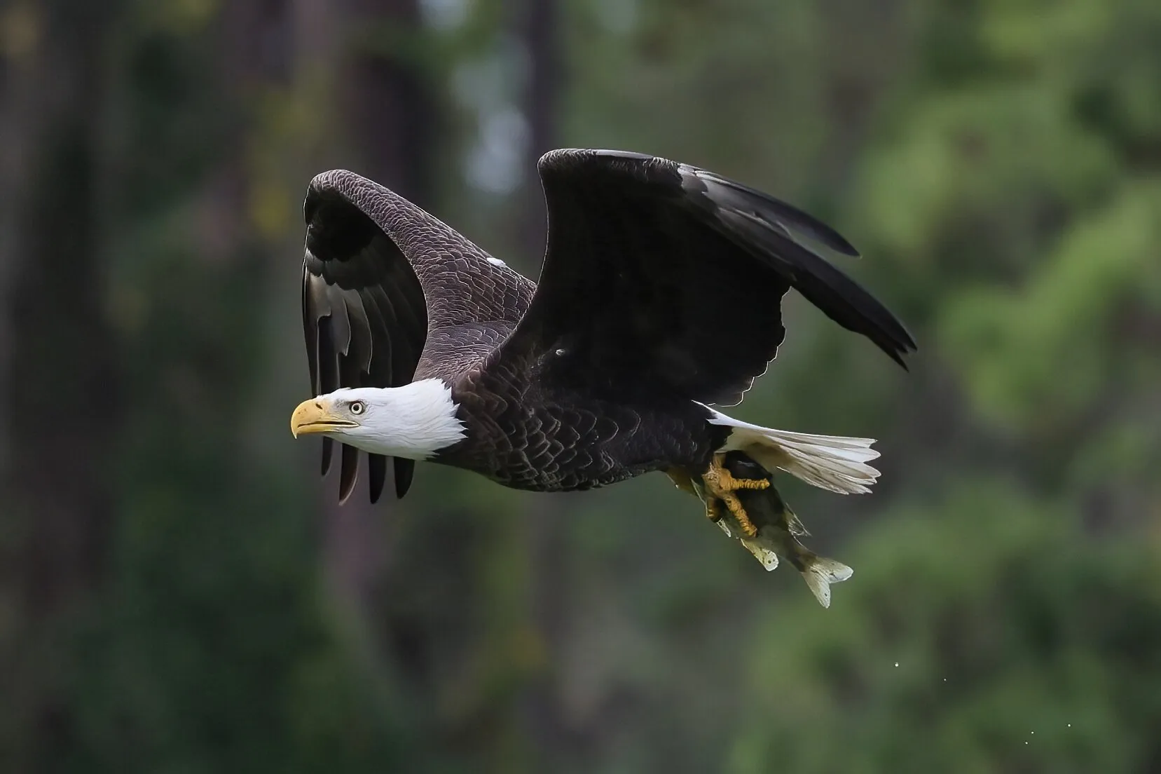 Eagle