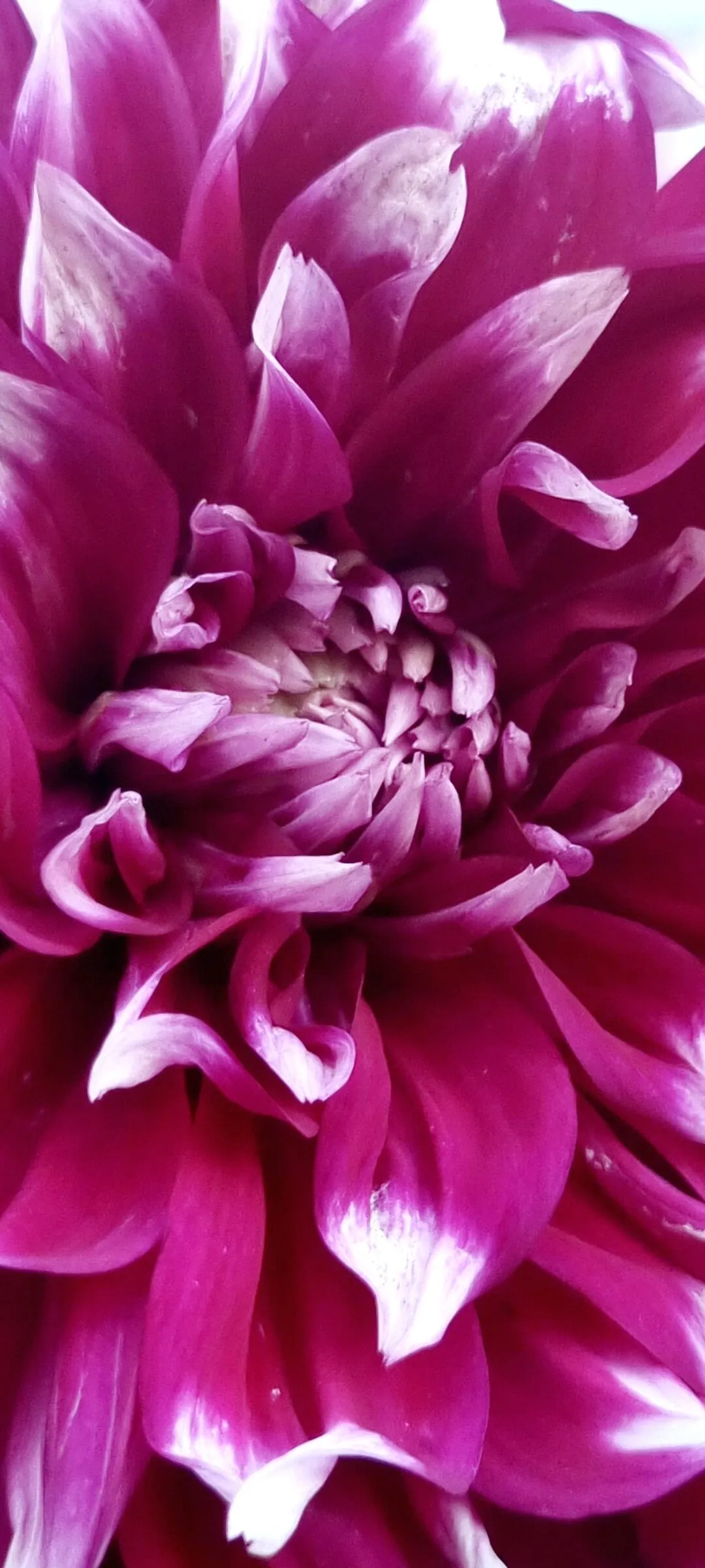Purpleandwhite Dahlia