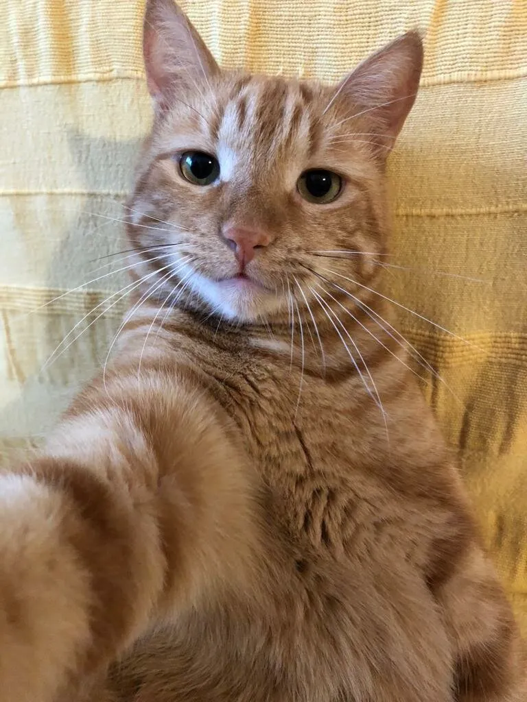 Cat selphie