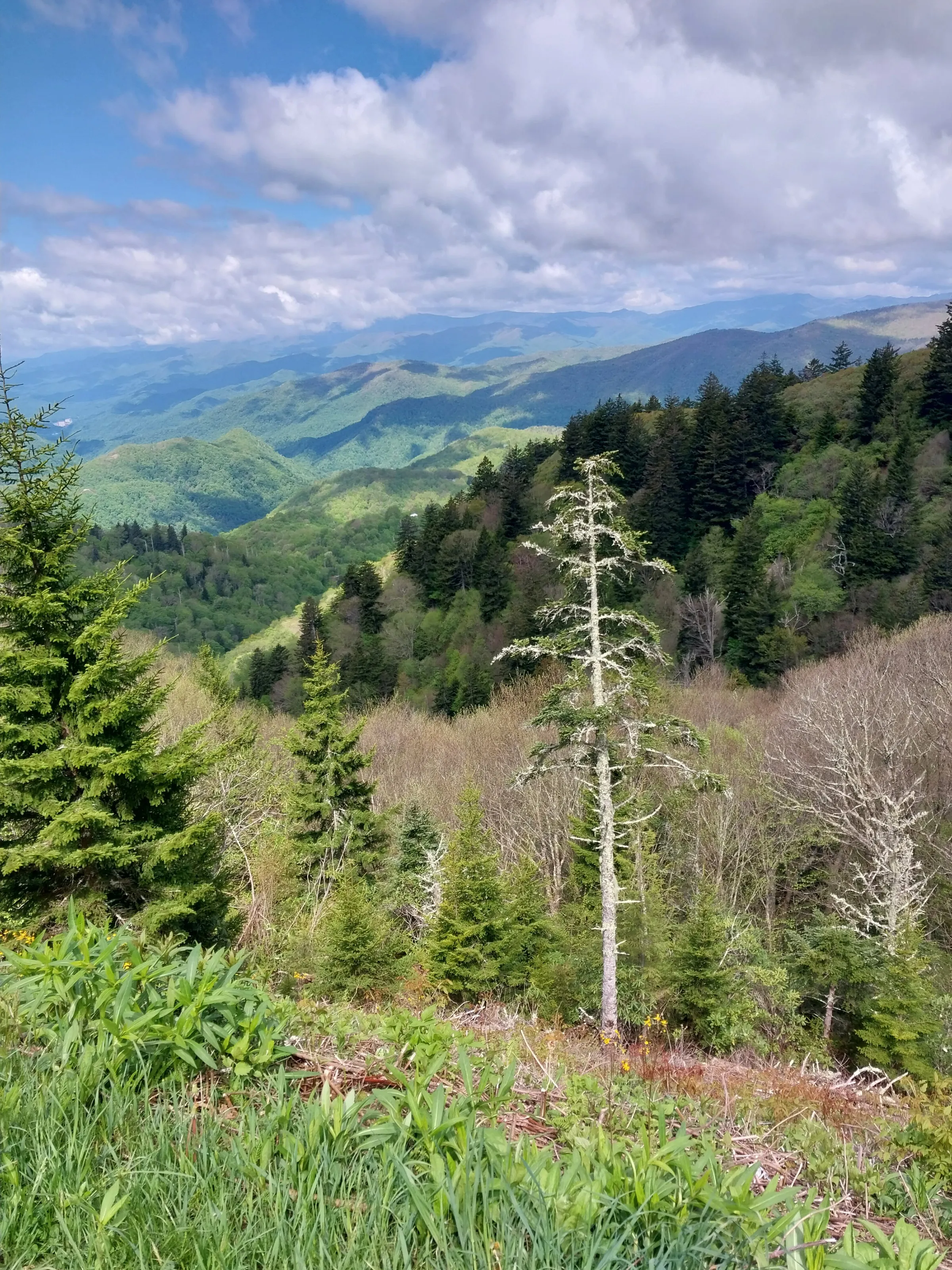 Peaceful Blueridge