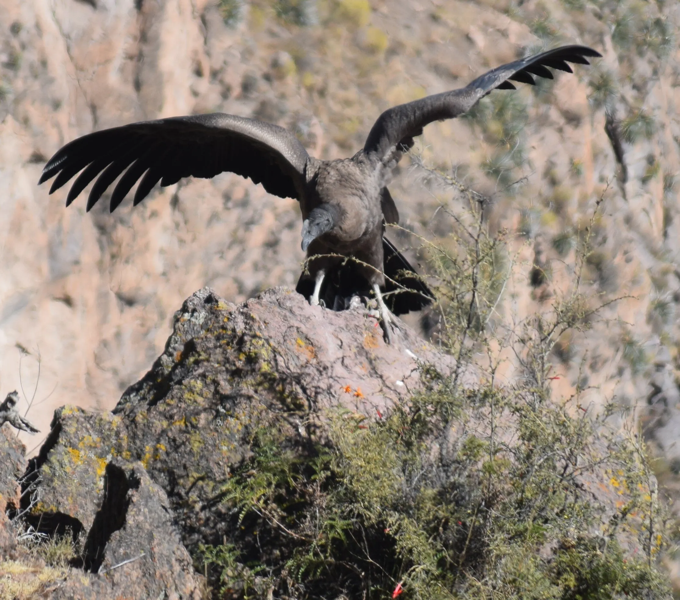 Colca Canyon Condor