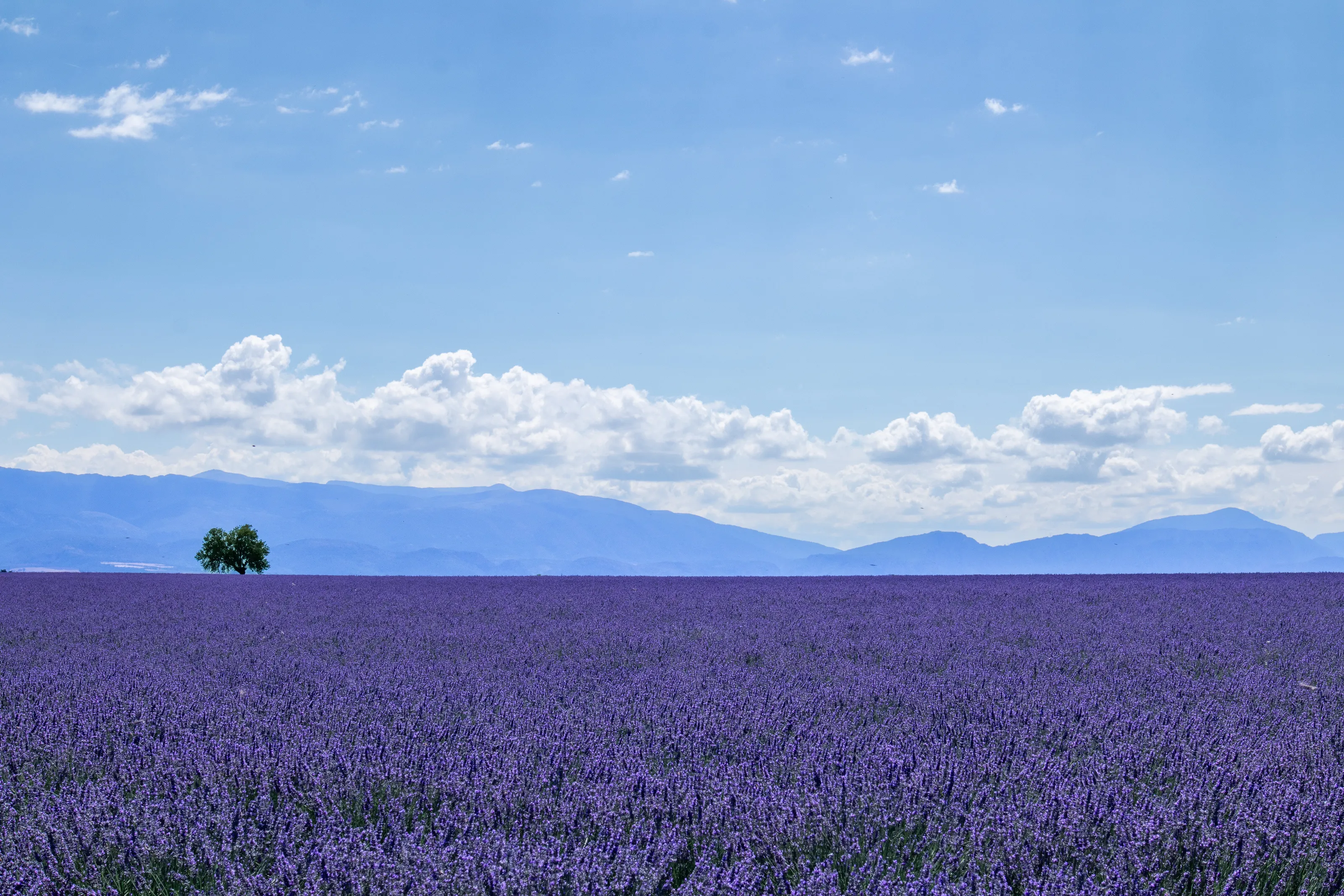Purple horizon