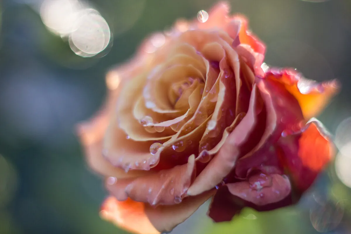 Autumn rose