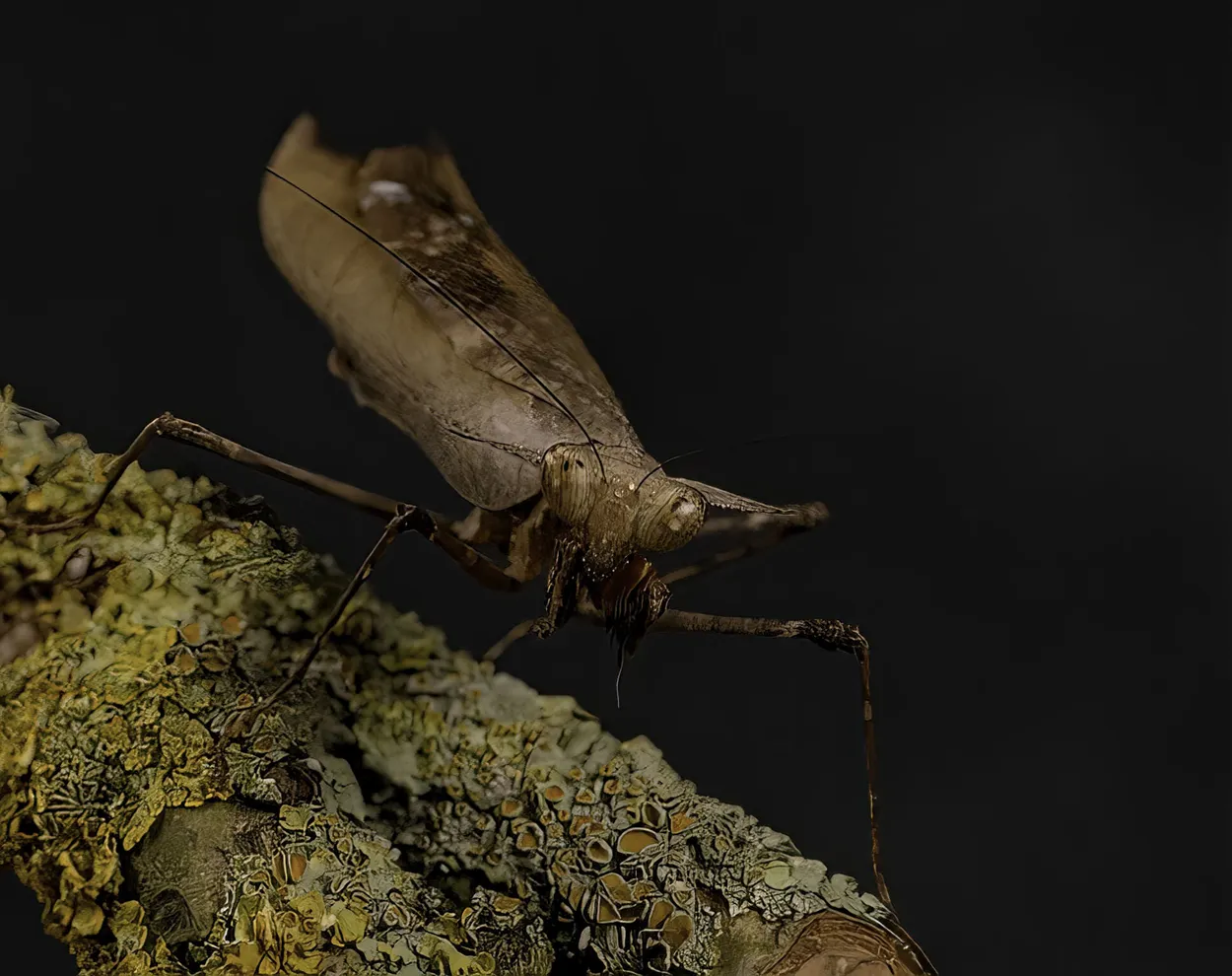 Entry 21212824