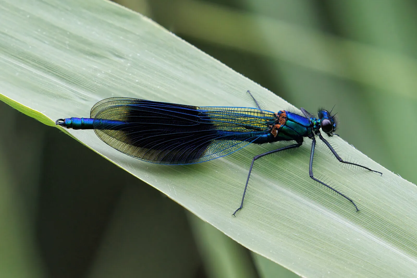 Demoiselle