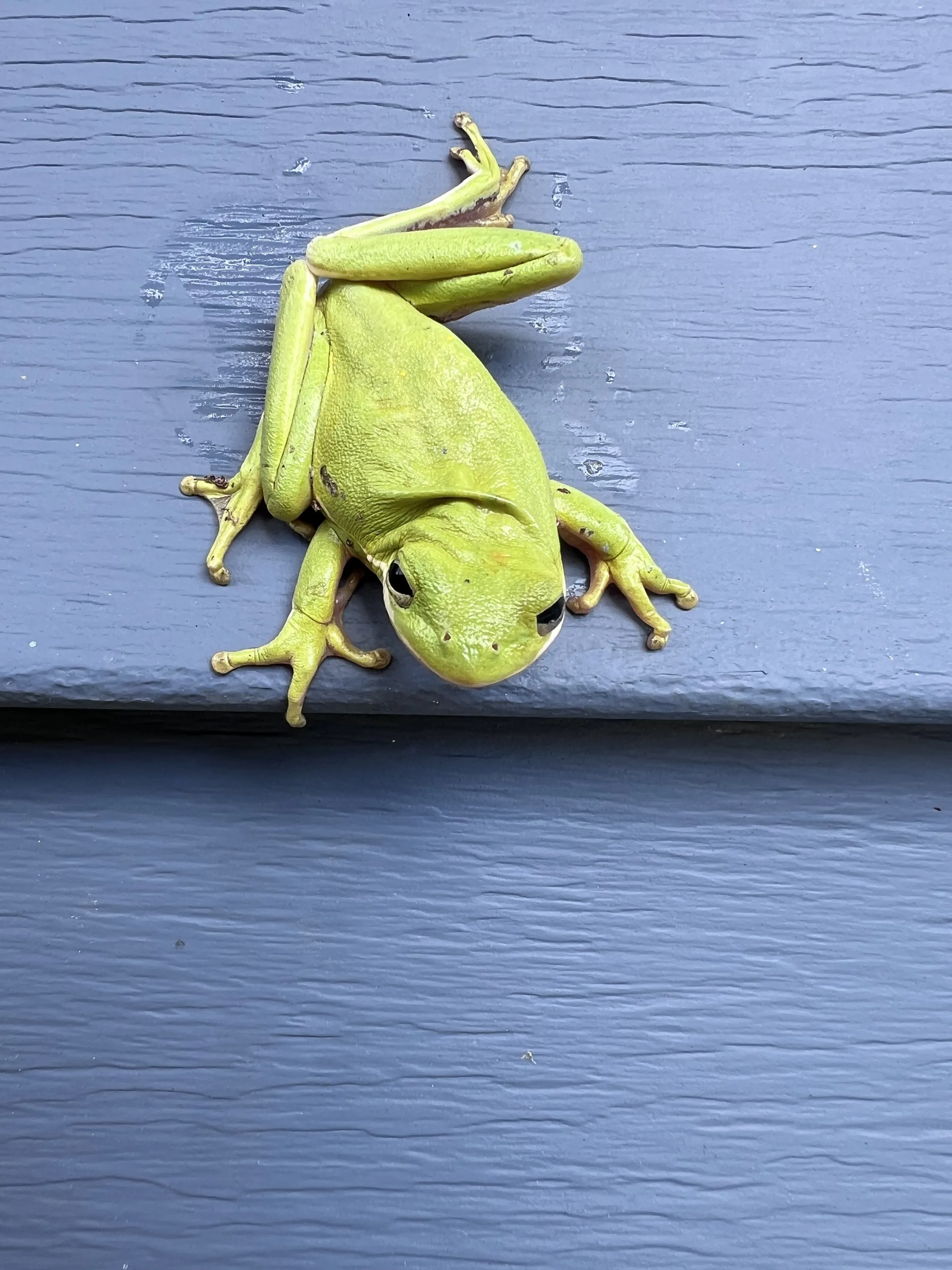 Visitor