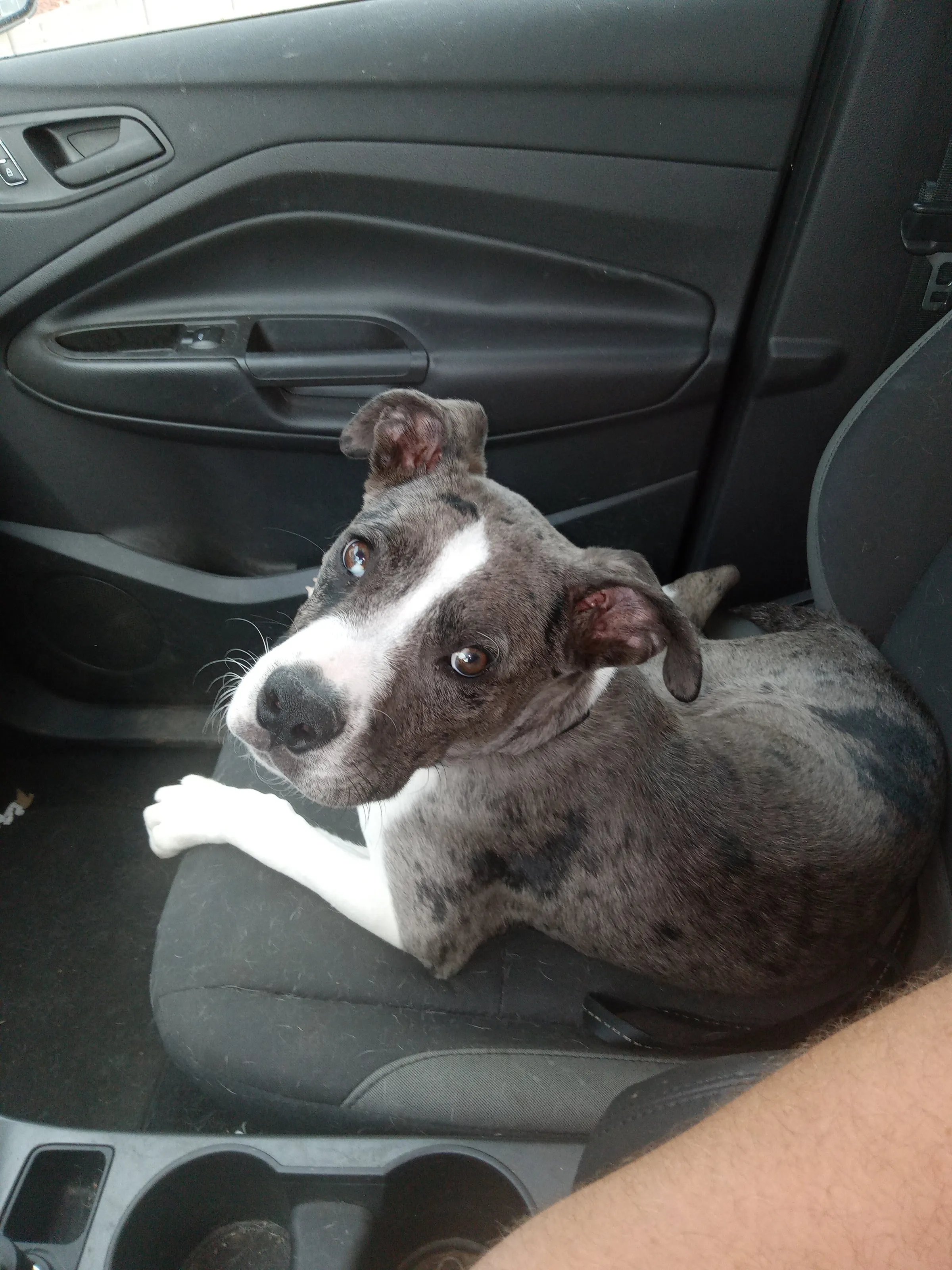 My Passenger Prince