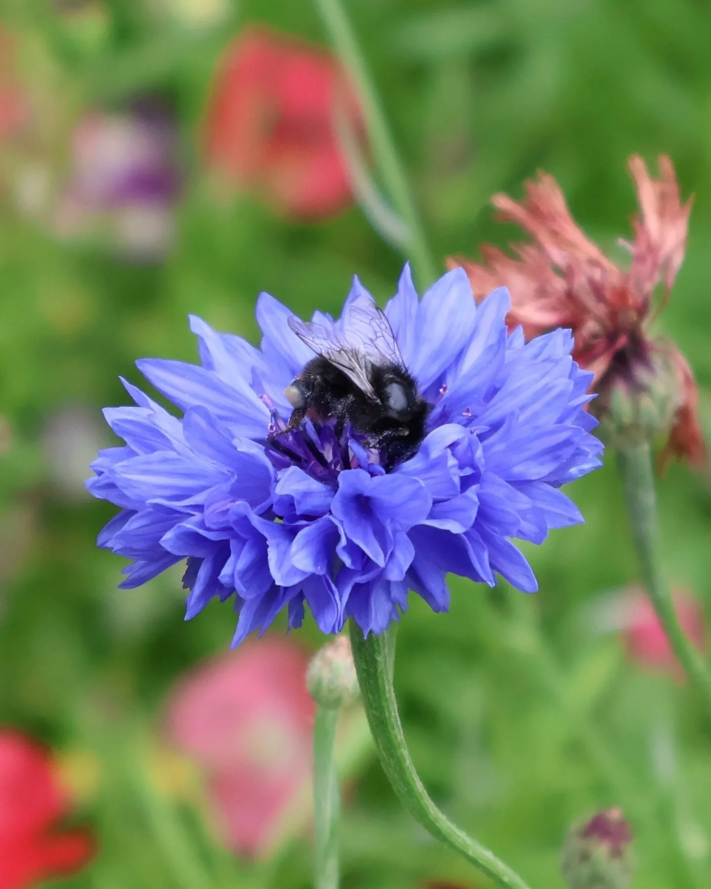 No such thing as an average Bee
