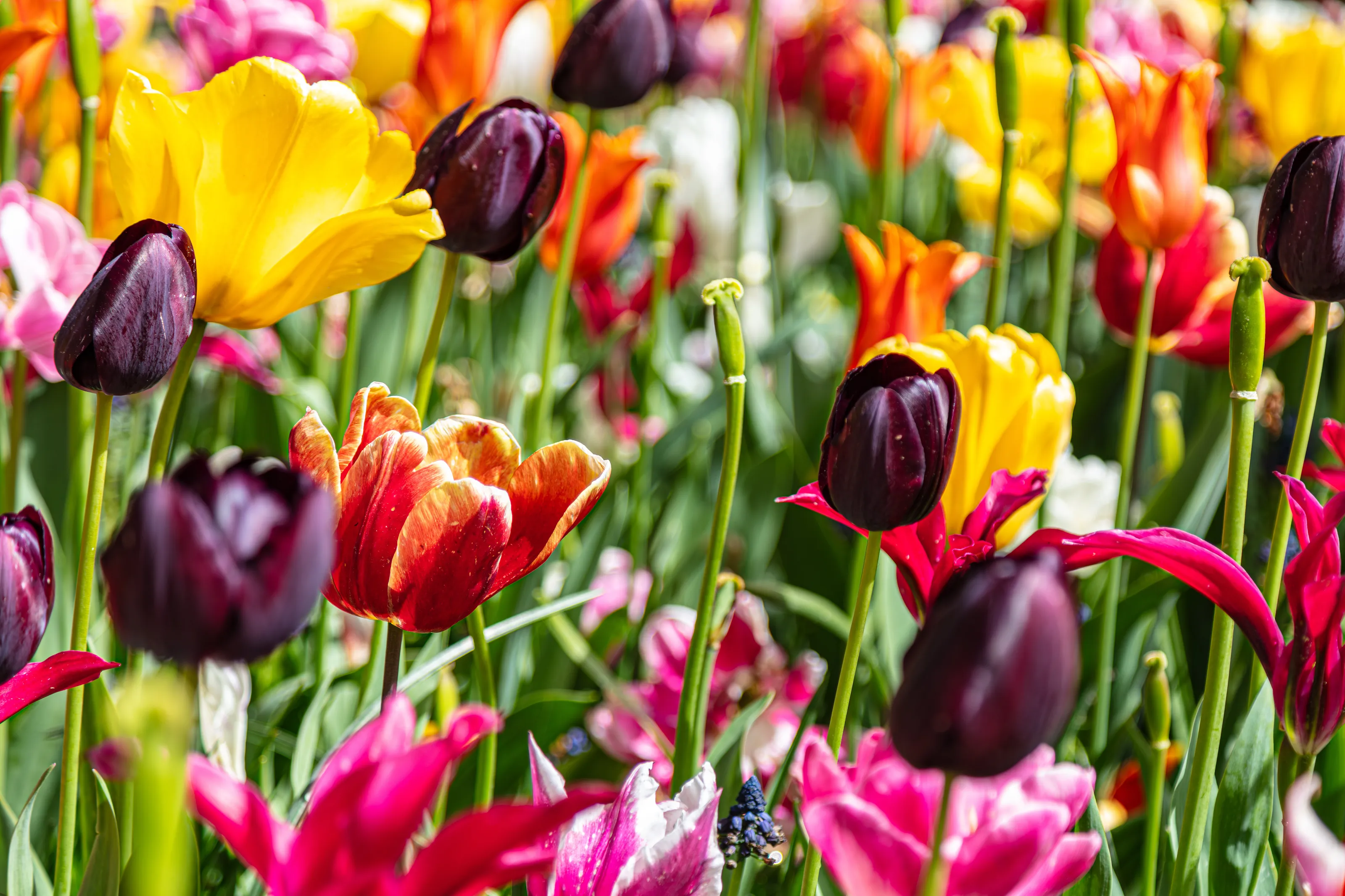 Colorful Flowers