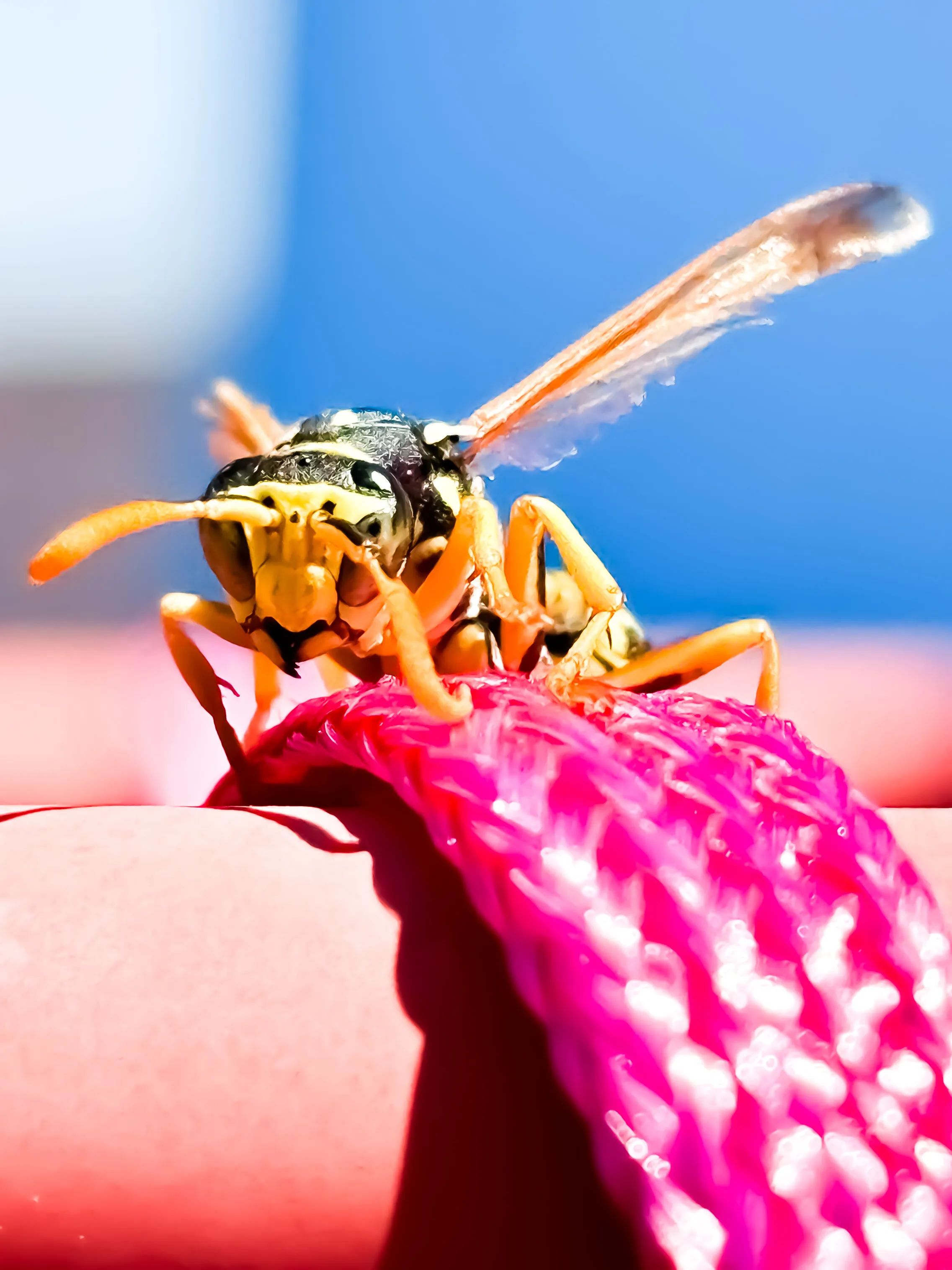 Paper Wasp macro