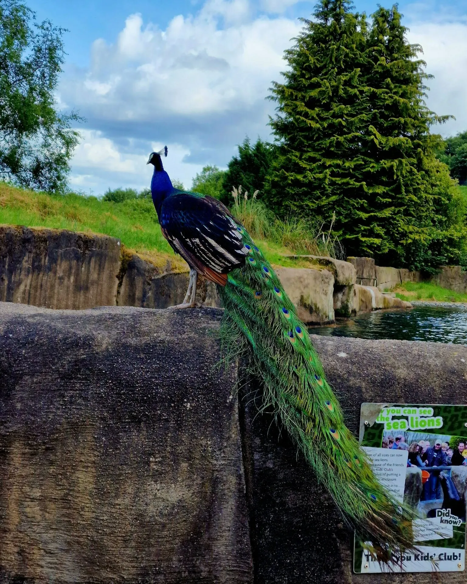 🦚