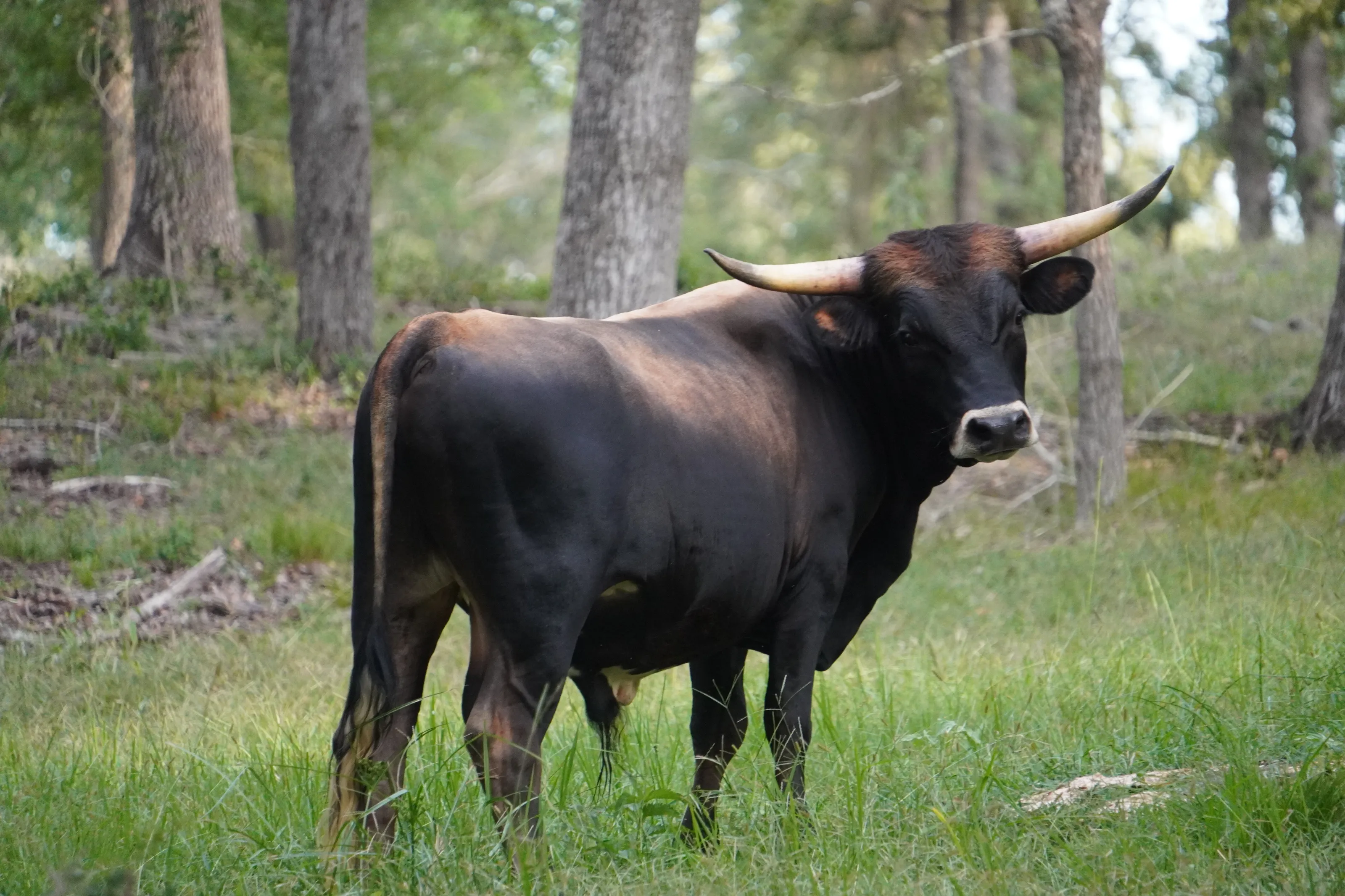 Horns