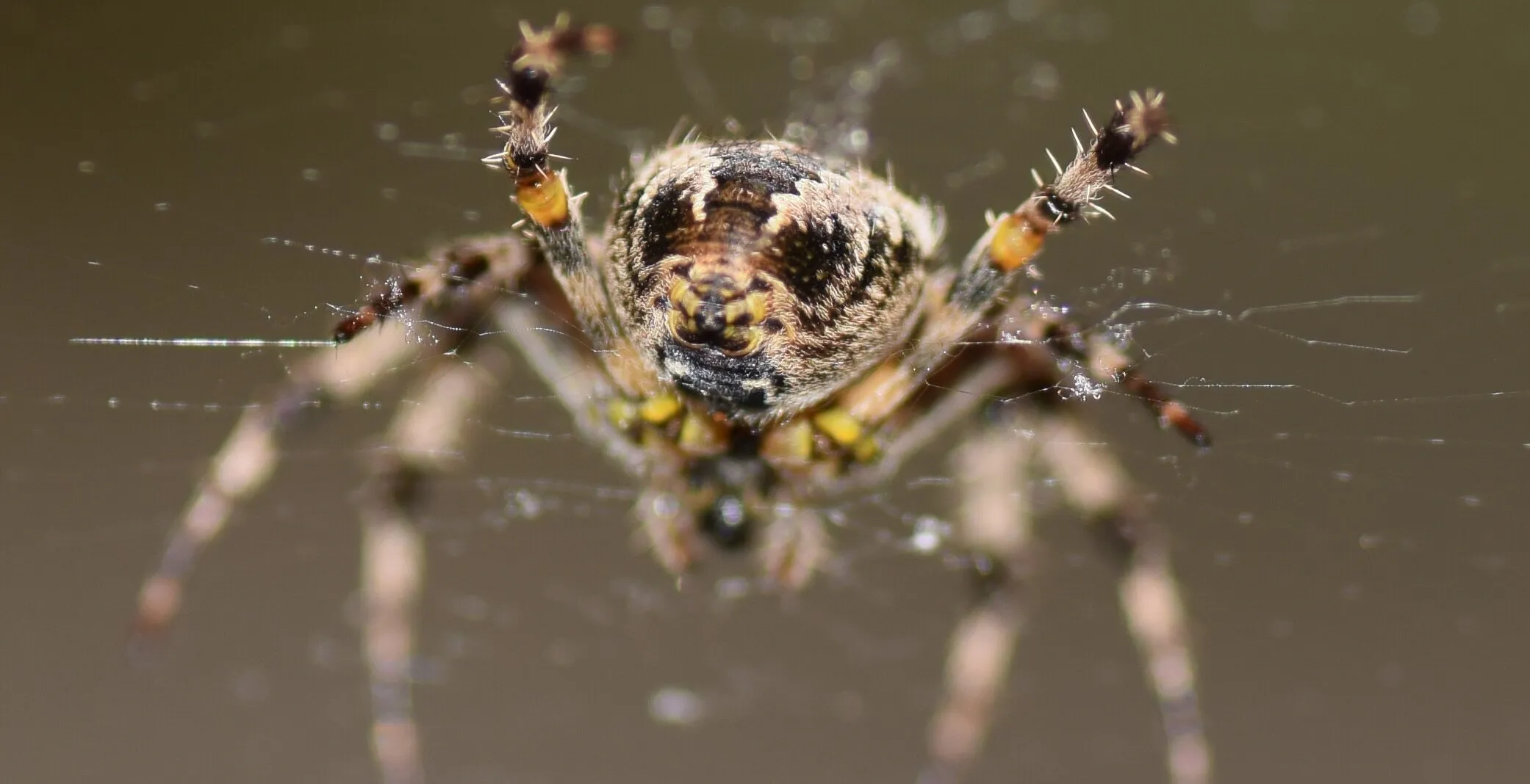 Spider