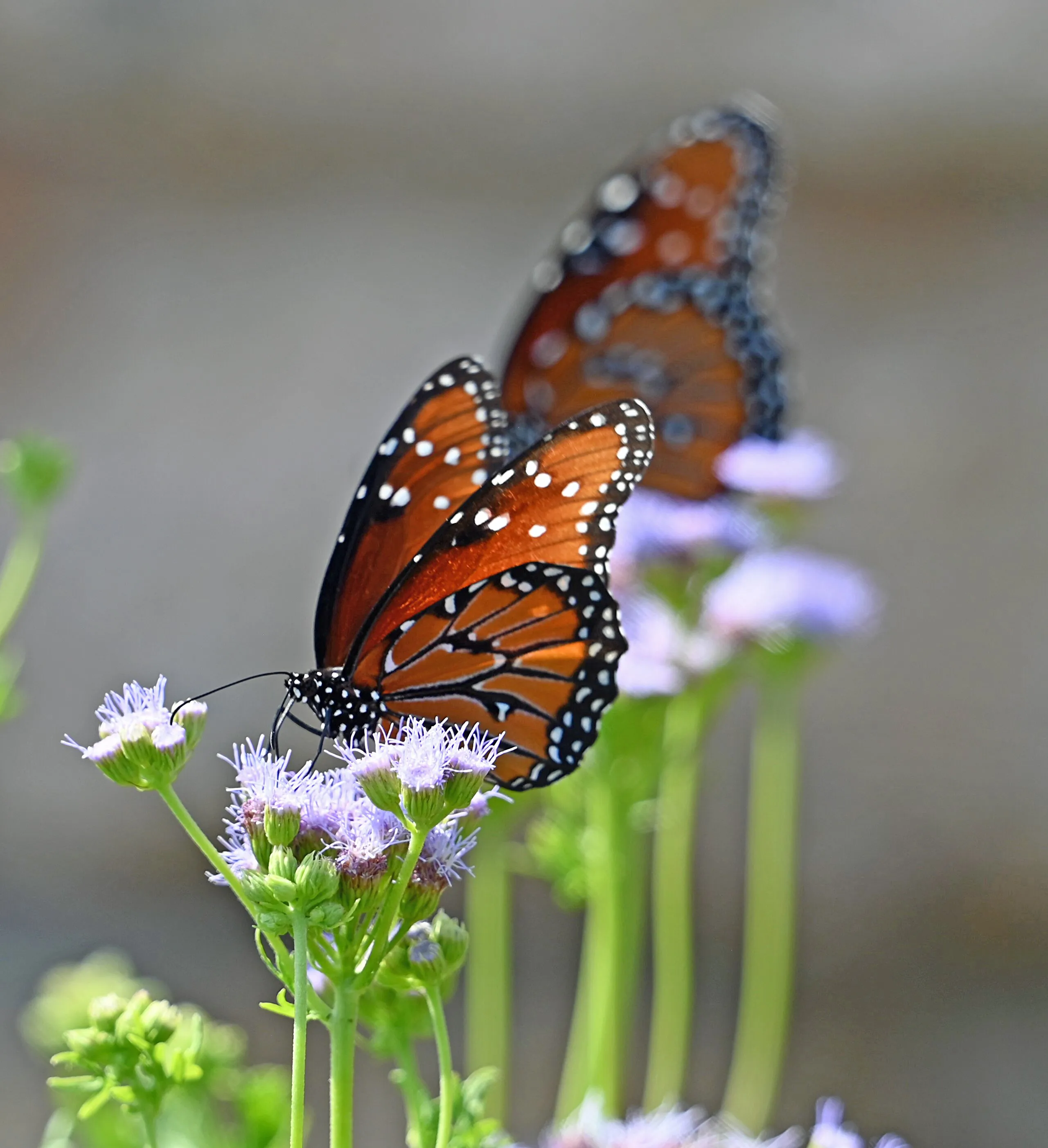 Queen butterflies