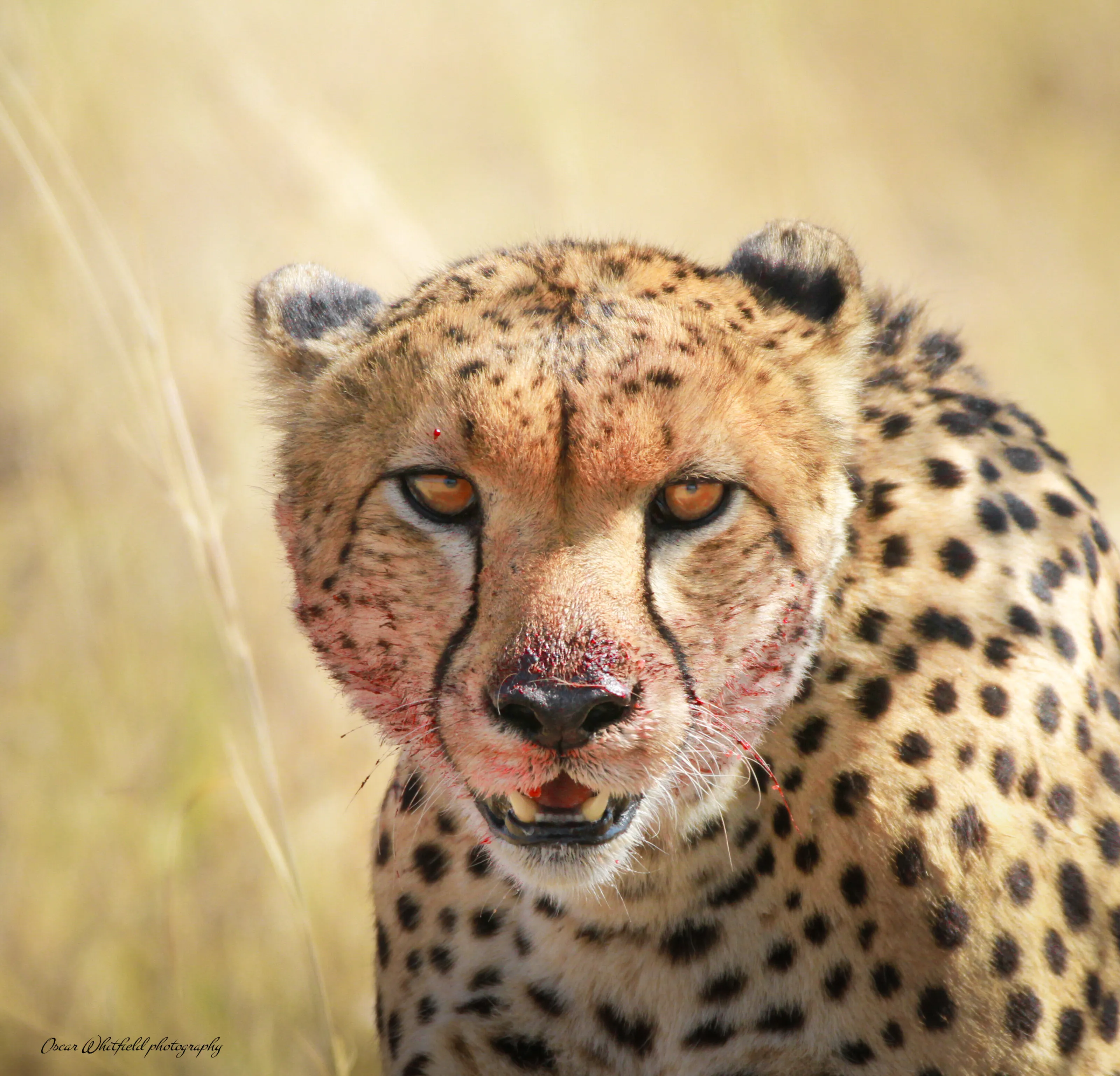 Eyes of a killer