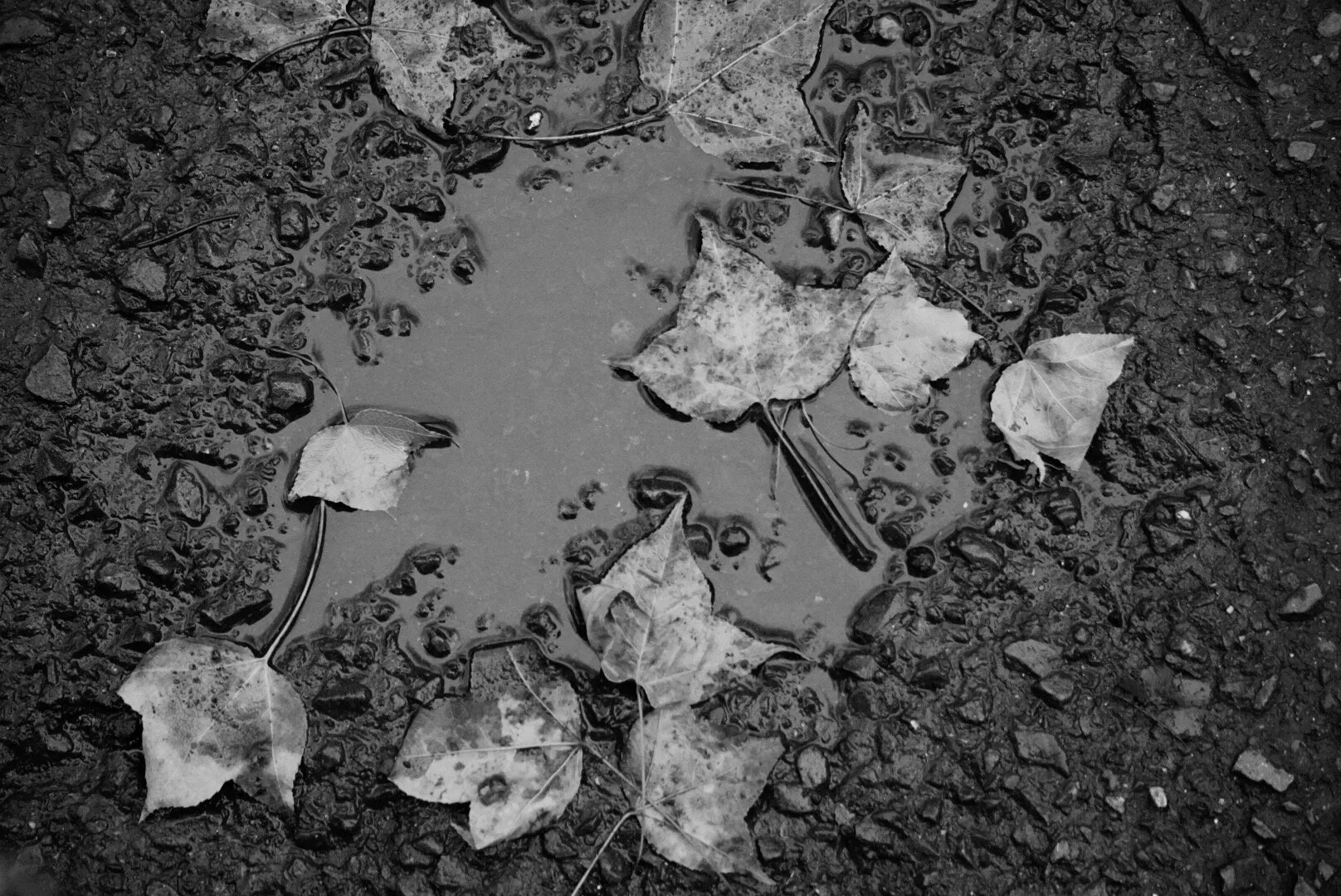 Falling Leaves