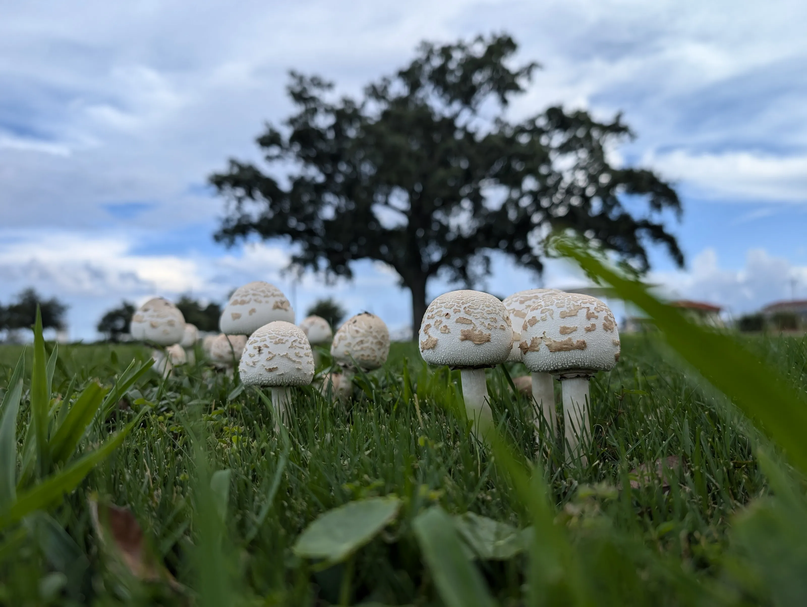Mushroom