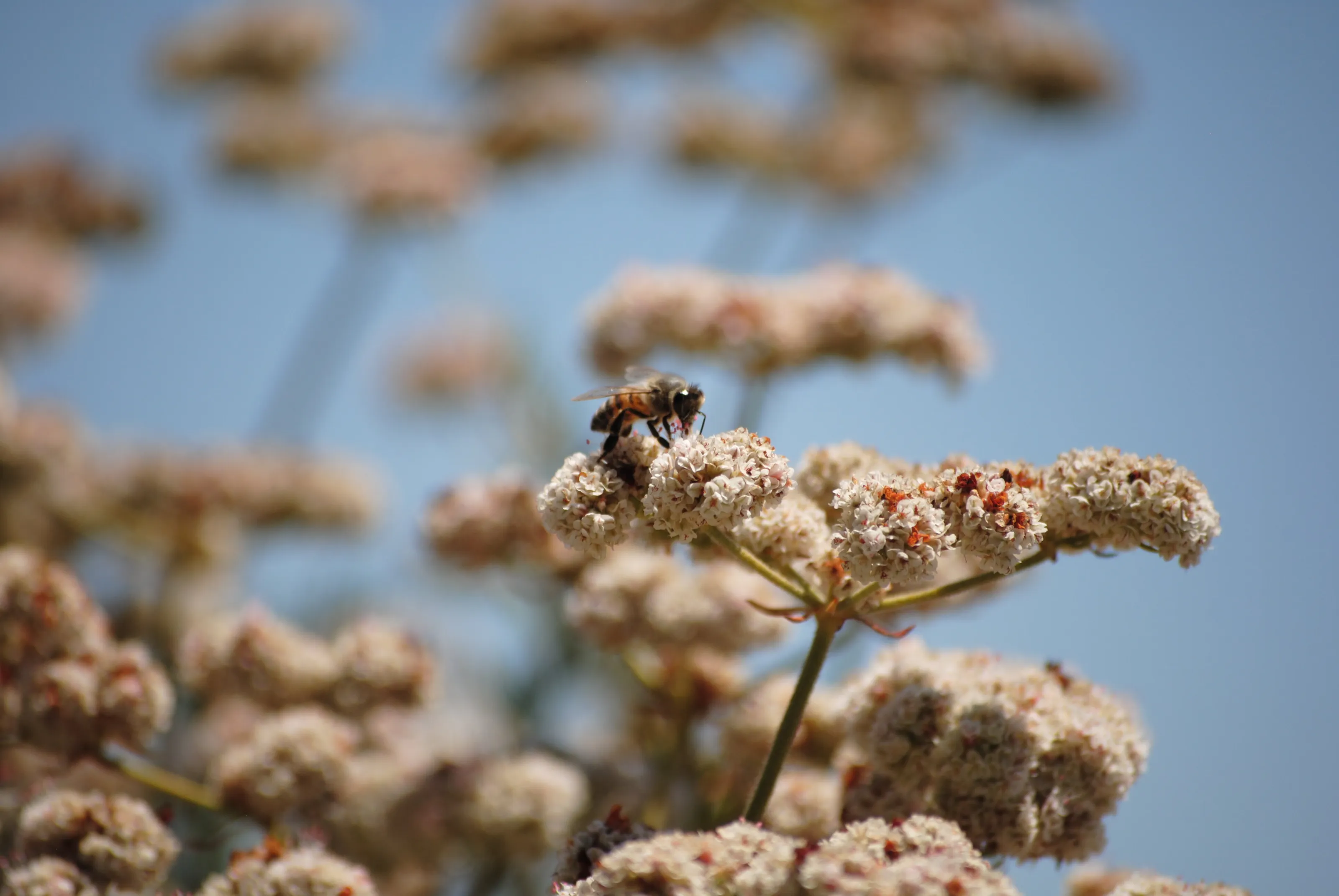 Buzzing Beauty: A Bee's Dance with Nature