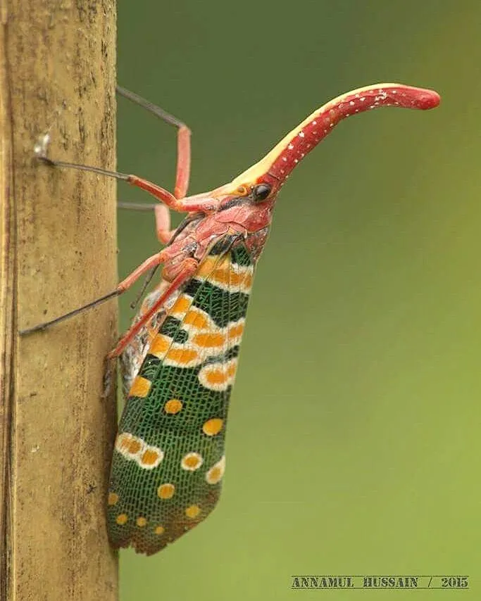 The Lantern Bug