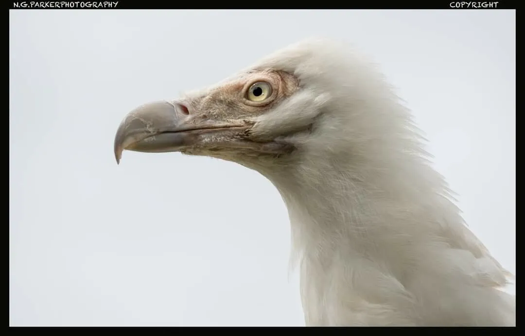 Vulture