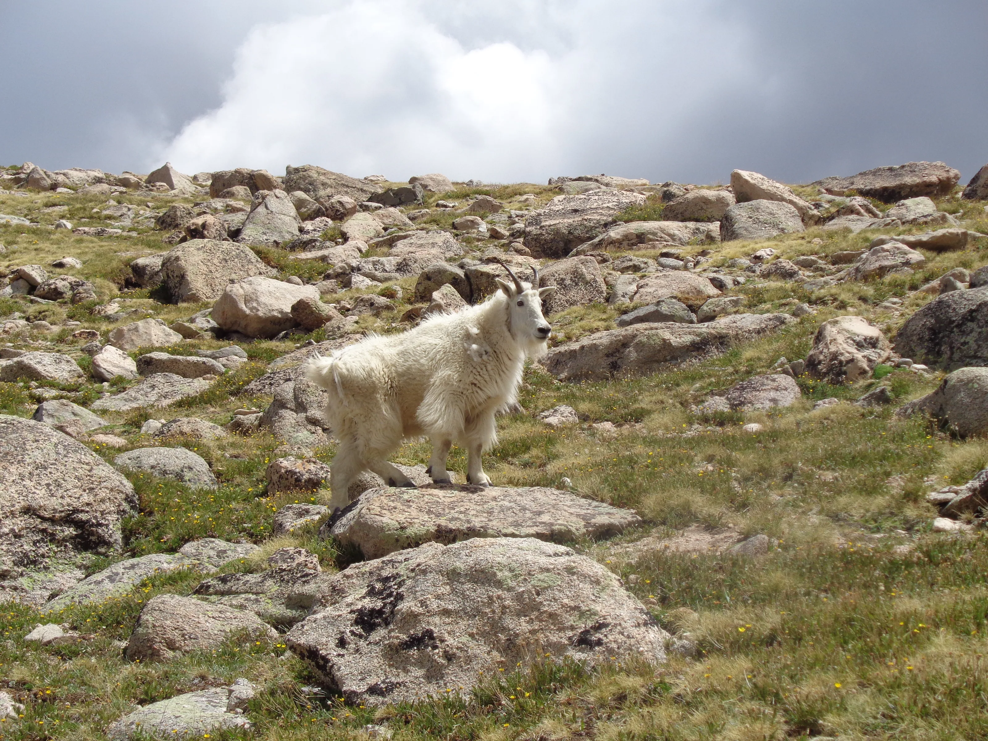 Mountain Goat in the wilderness