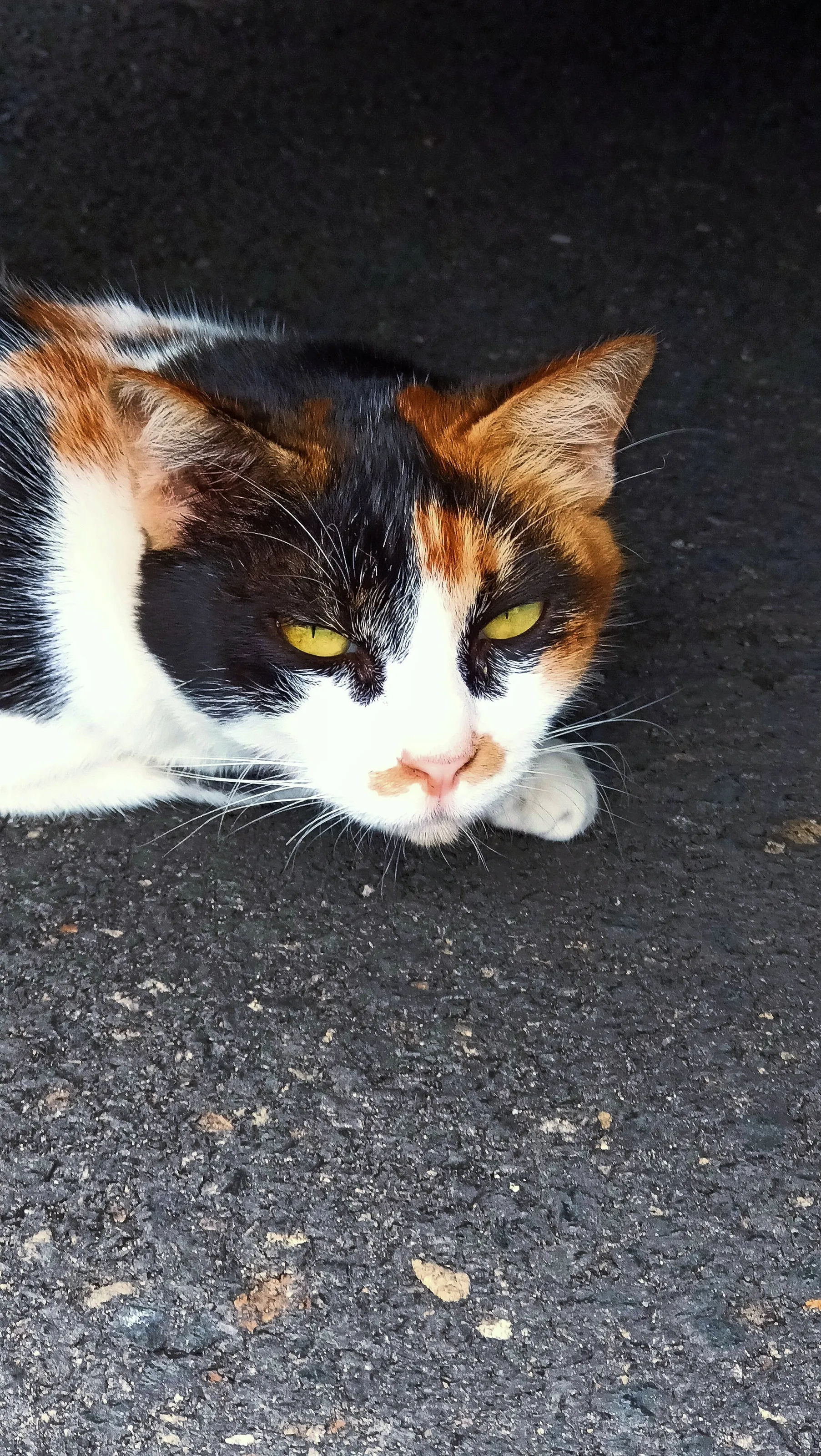 The cat
