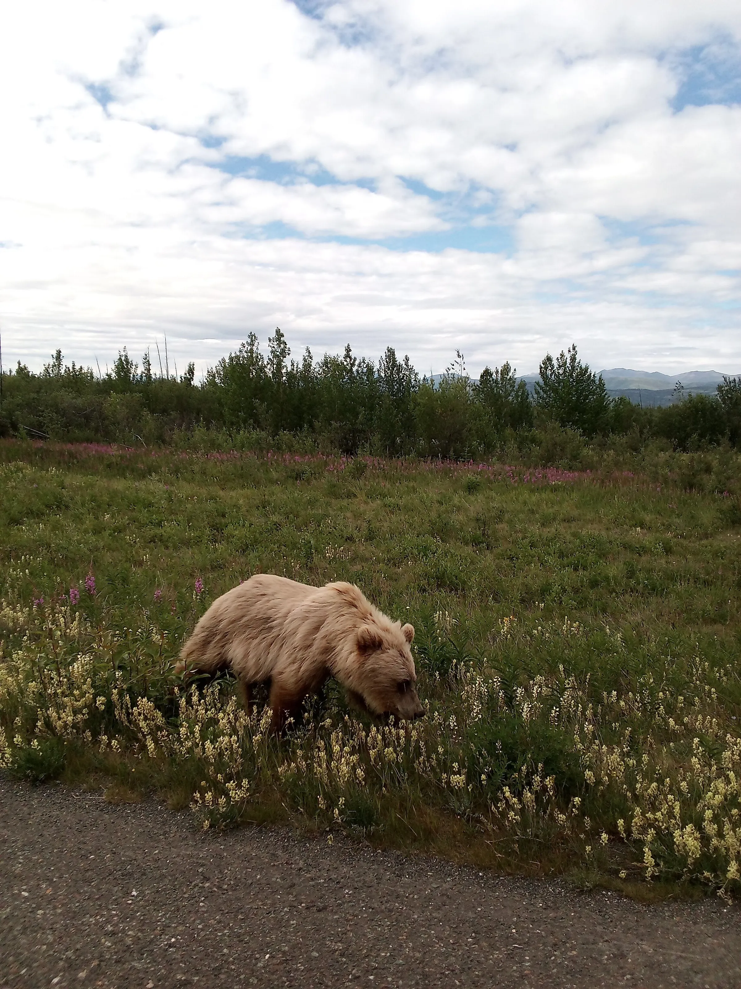 Alaskan Grizzly Bears