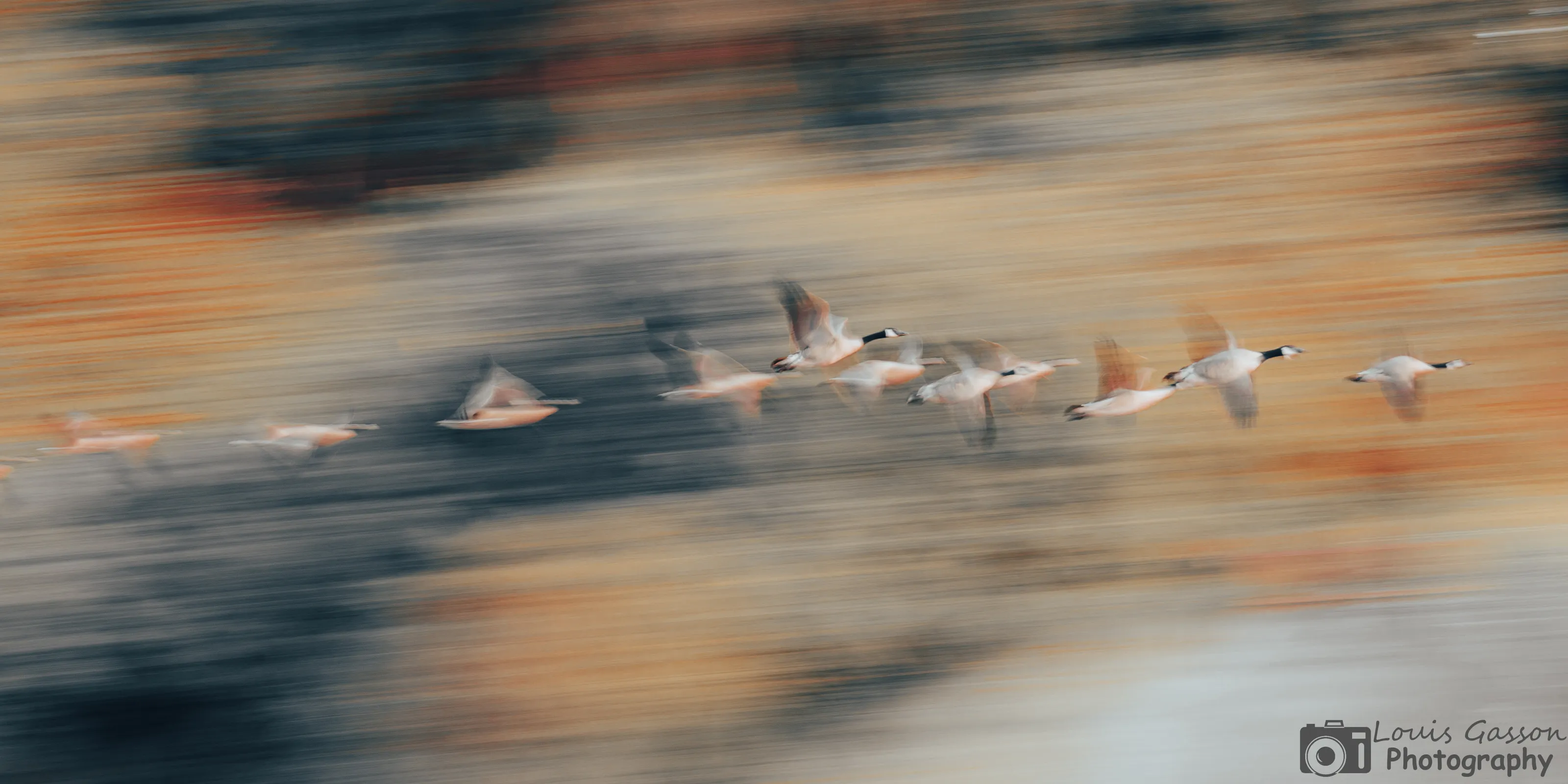 Geese in flight