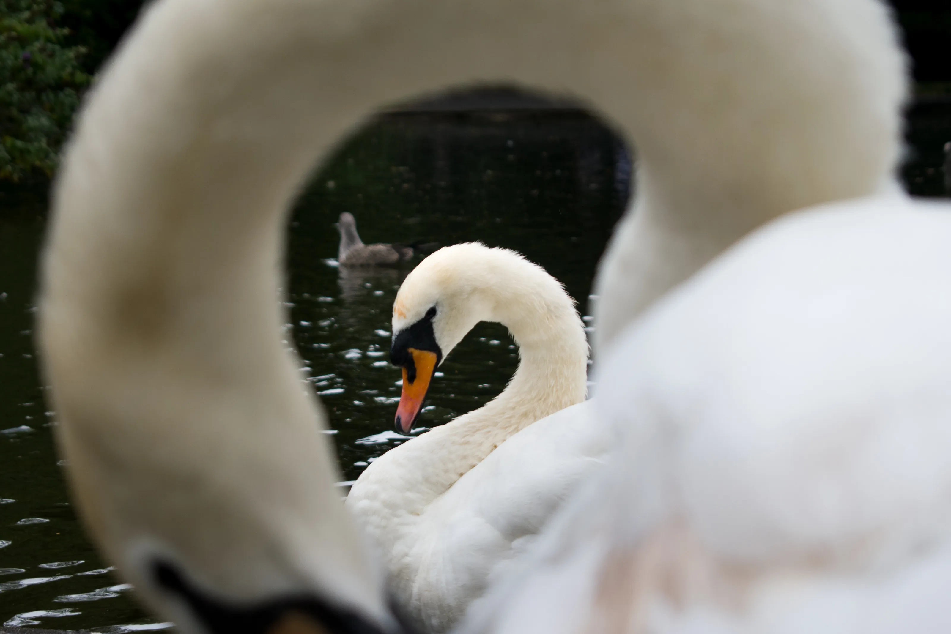 Through feathers