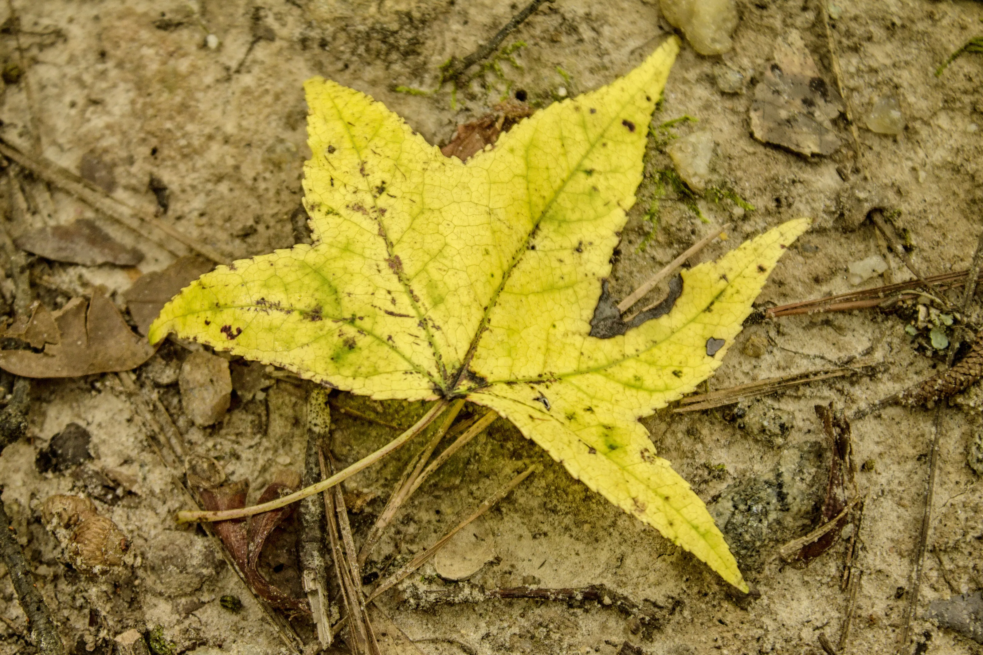 The Yellow Leaf