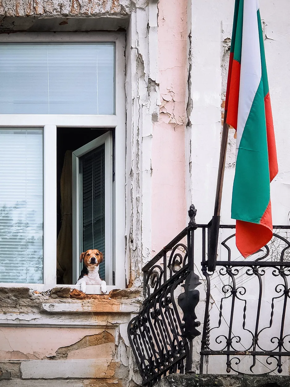 Watch (or curious) dog