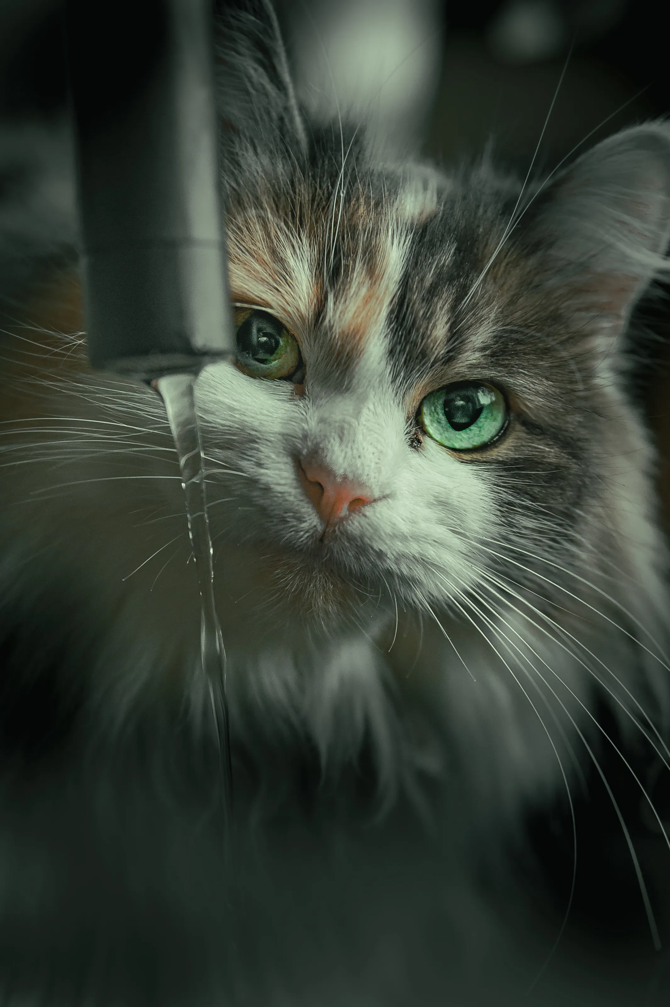 Model cat