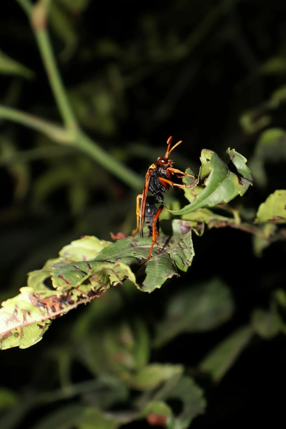 WASP